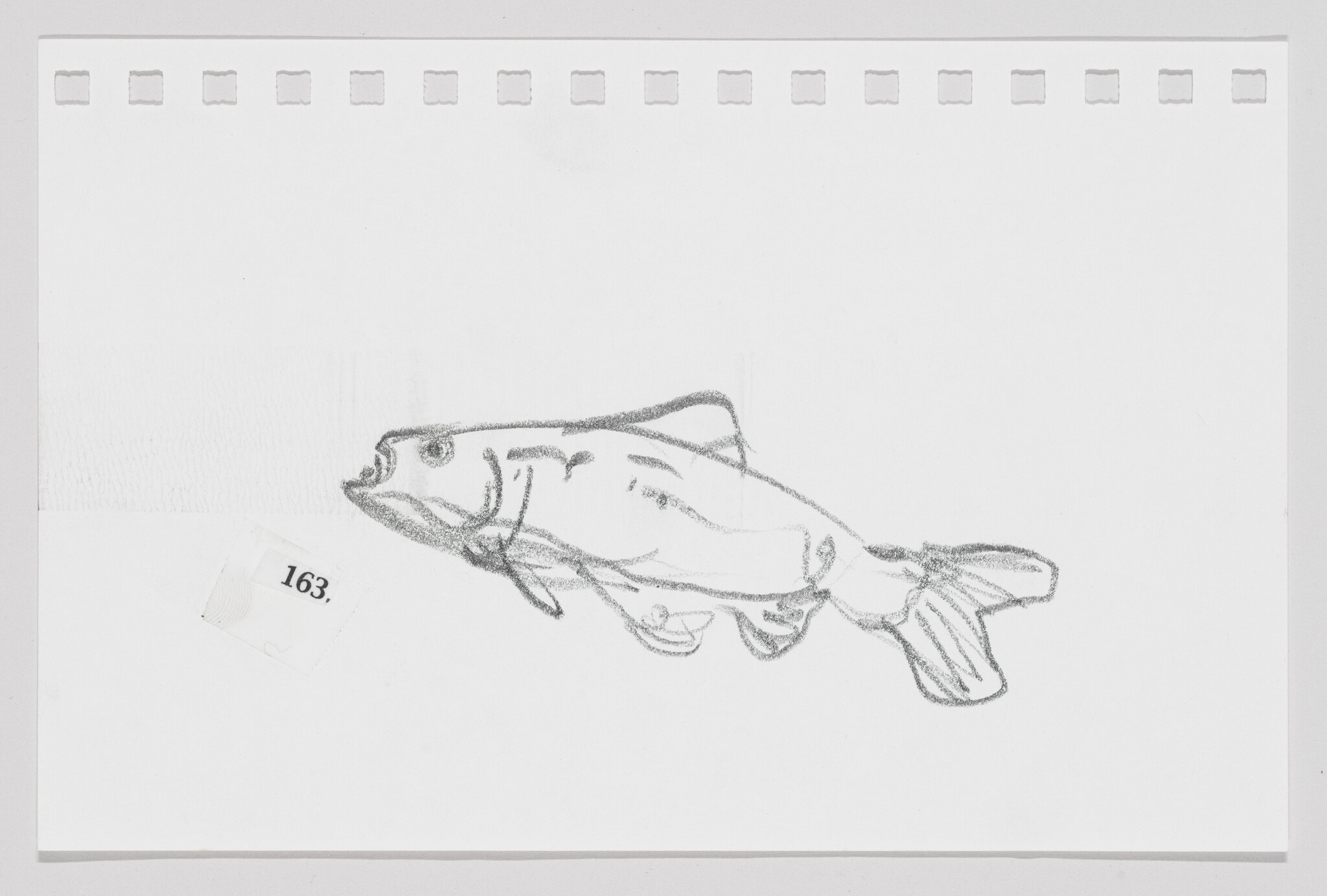 Sketch of a fish on a white background with perforated paper edges and a small label numbered 163.