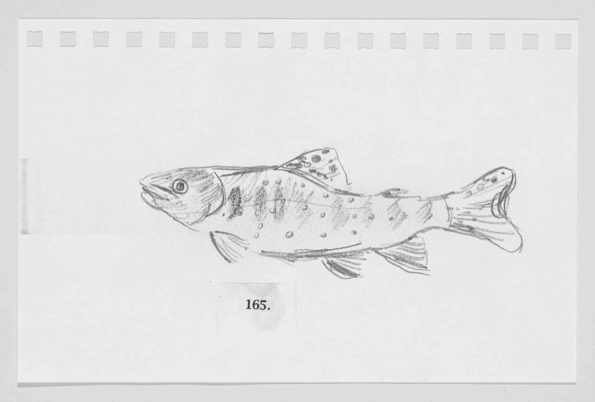 Pencil sketch of a fish on a piece of paper with perforated edges, labeled with the number 165.