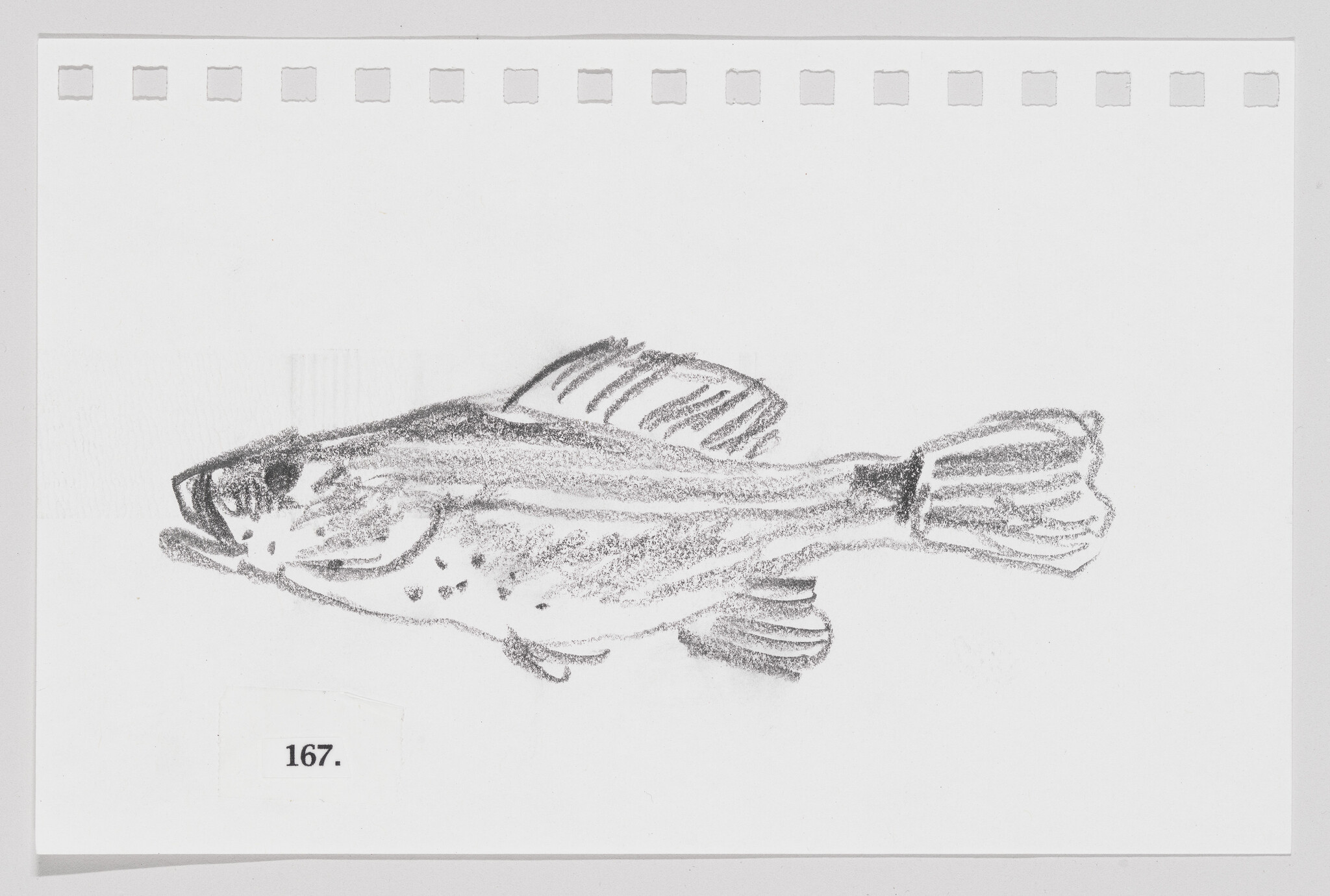 Sketch of a fish on a piece of paper with perforated edges, numbered 167.