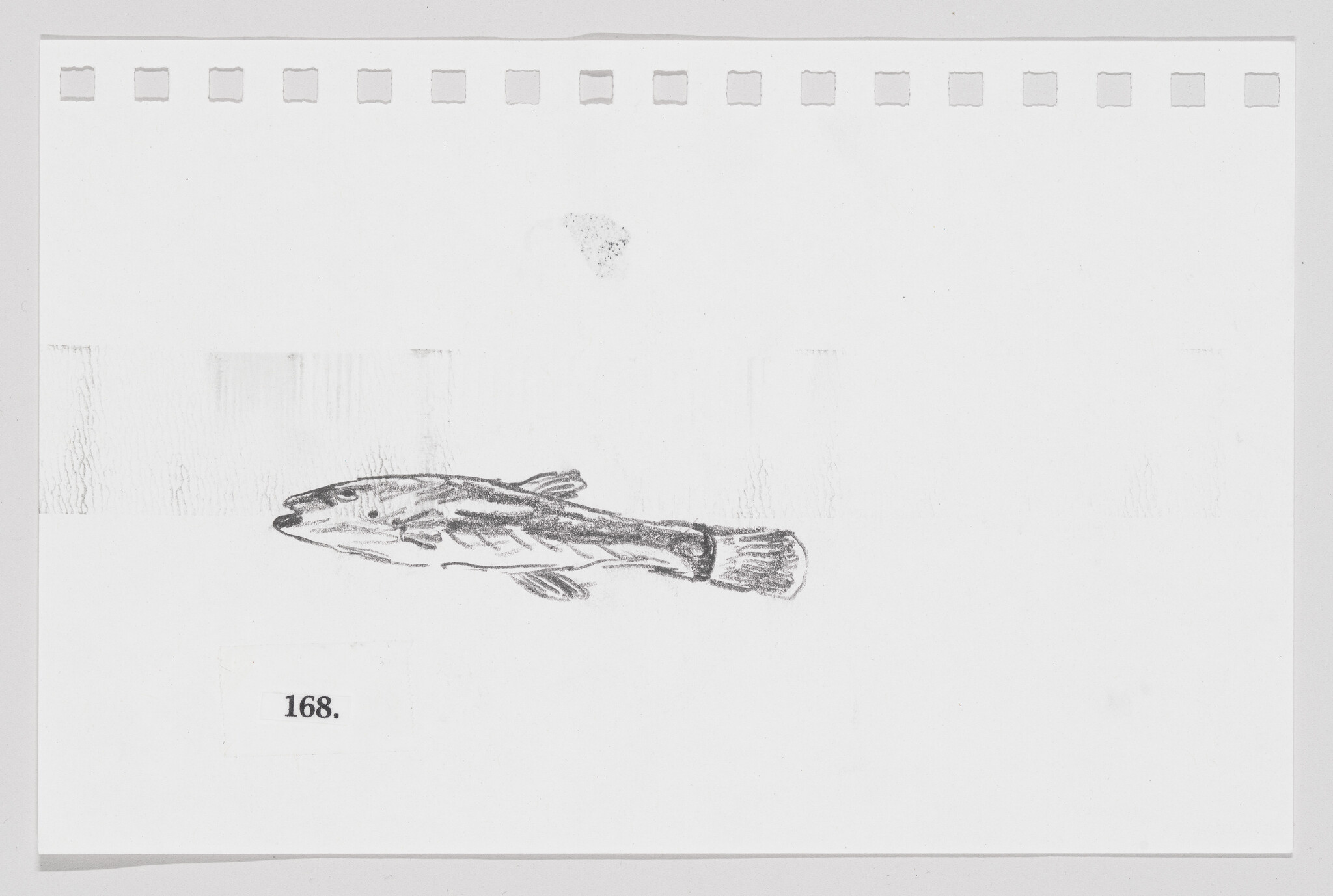 Sketch of a fish on a piece of paper with perforated edges, labeled with the number 168.