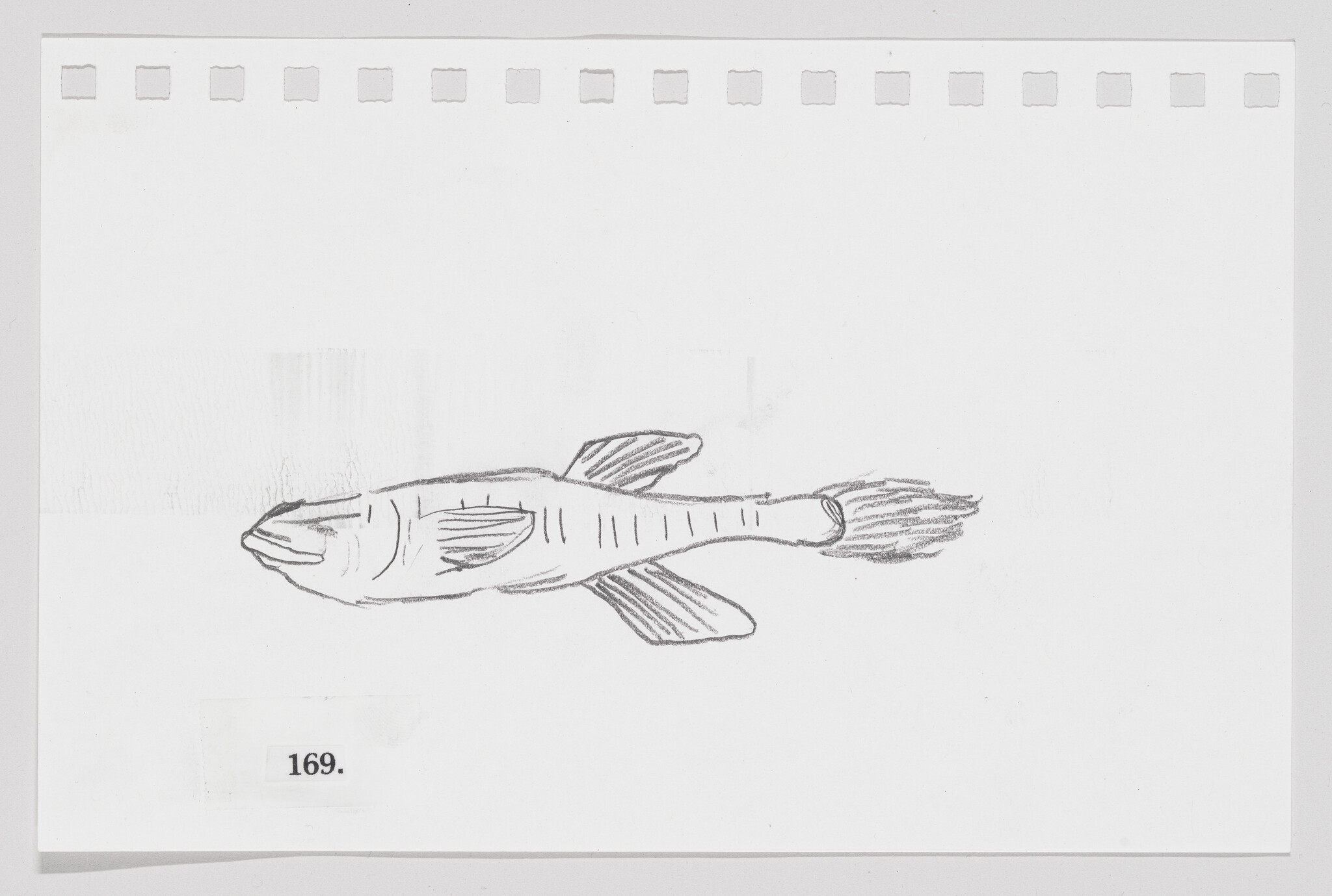 Sketch of a fish on a piece of paper with perforated edges, labeled with the number 169.