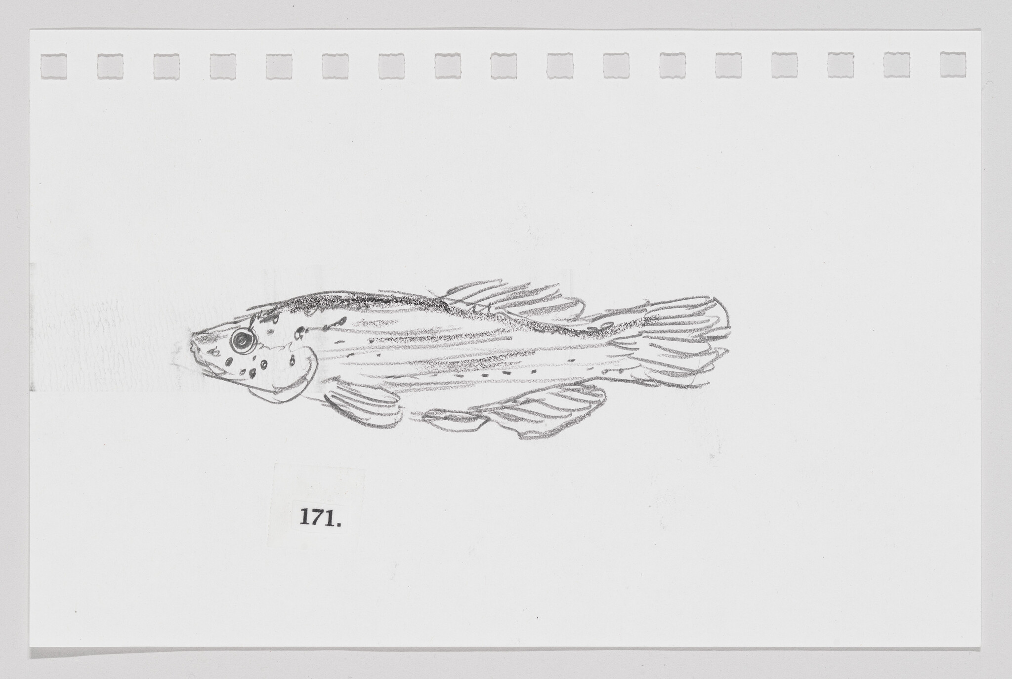 Sketch of a fish on a white background with perforated edges, labeled "171."