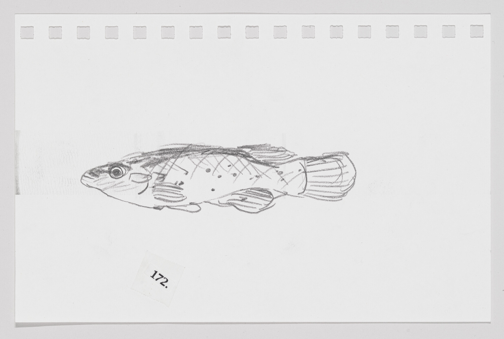 Sketch of a fish on a white background with perforated paper edges and a label numbered 172.