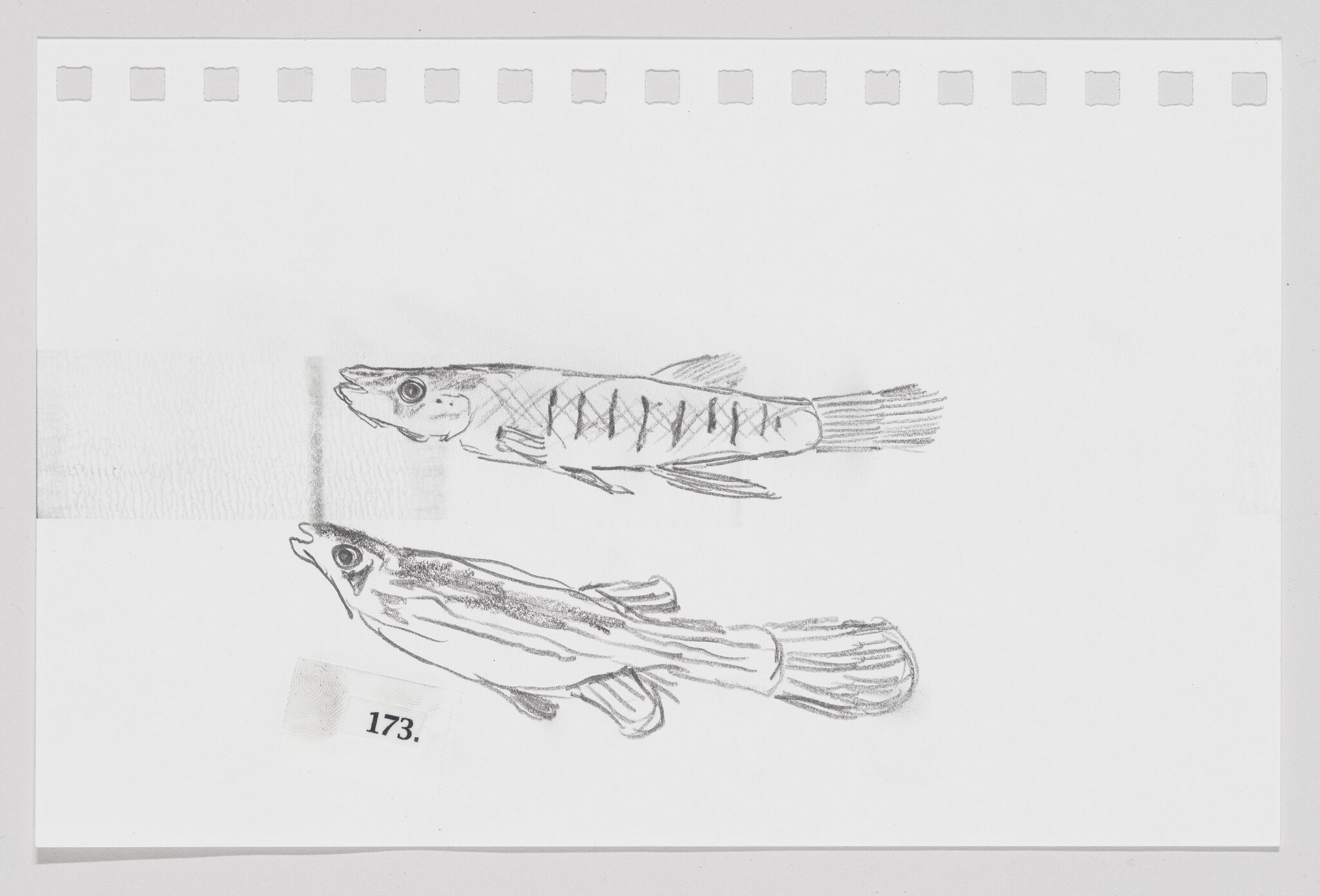 Sketch of two fish on a piece of paper with perforated edges, one above the other, with a number "173" on a label.