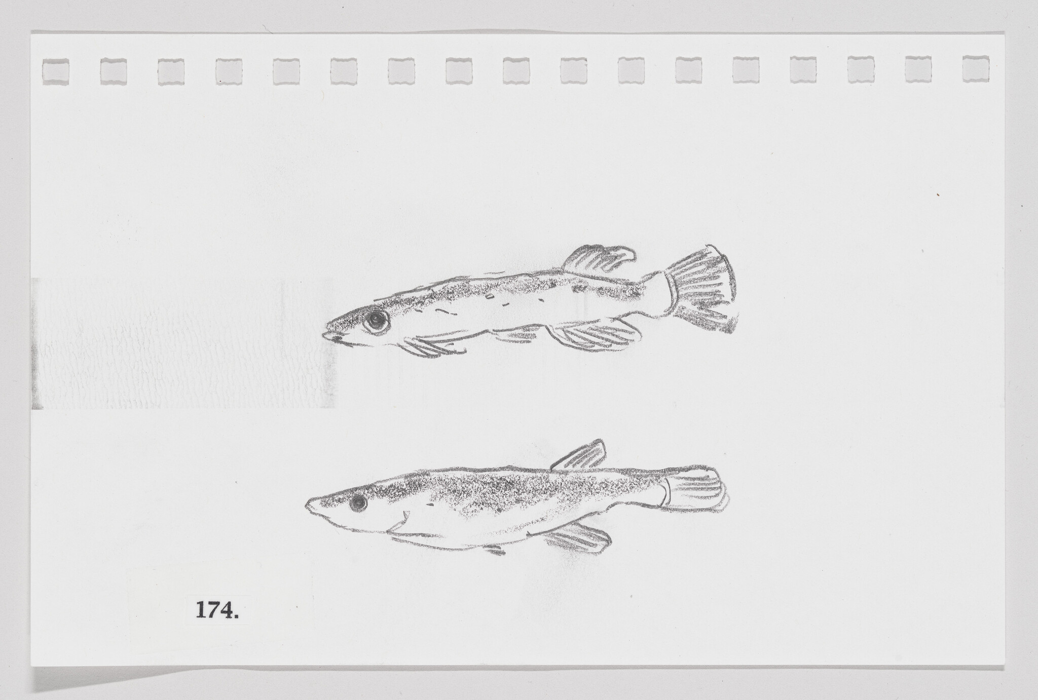Two pencil sketches of fish on a white background, with the number 174 printed below.