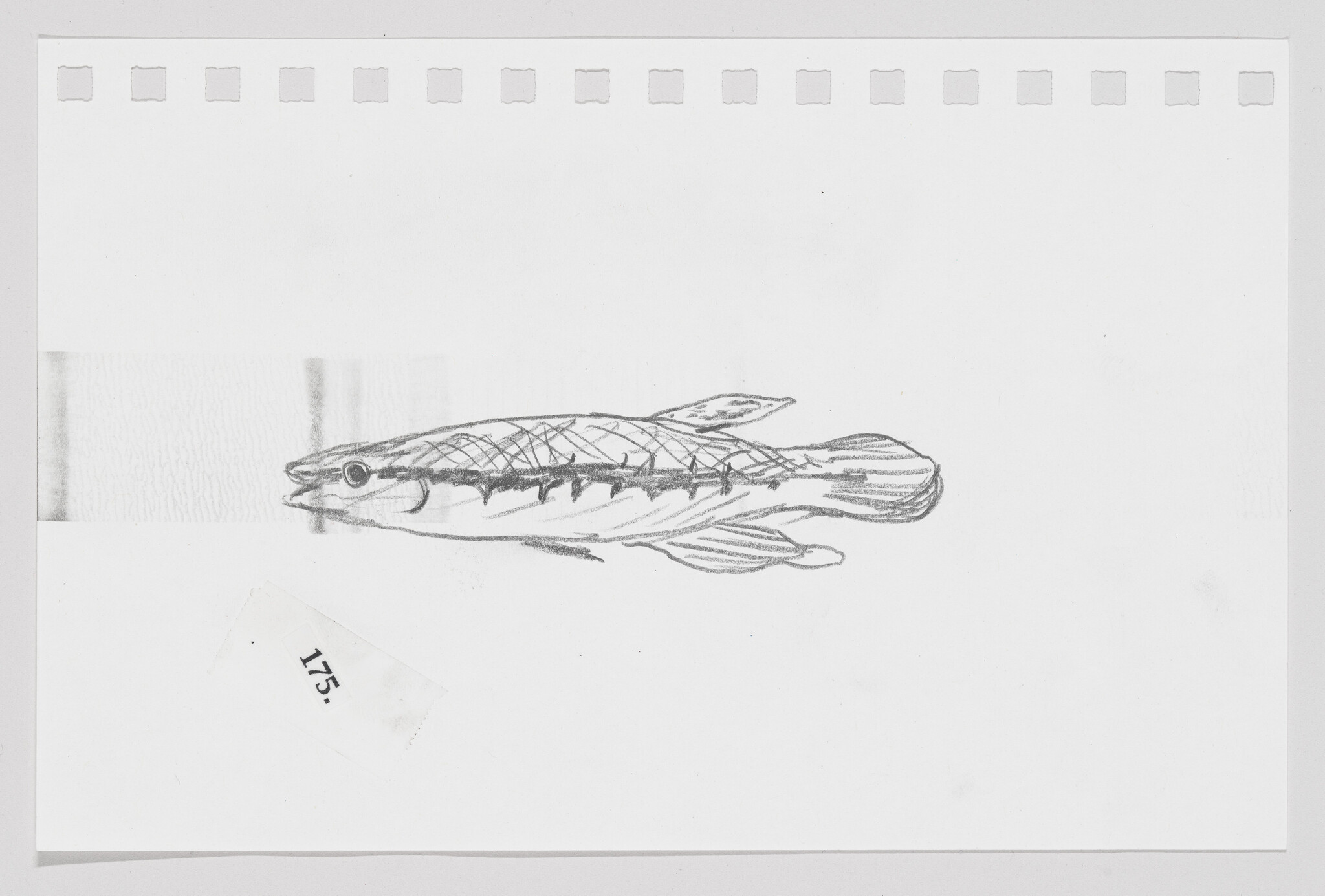 Pencil sketch of a fish on a piece of paper with perforated edges, accompanied by a small label reading "175."