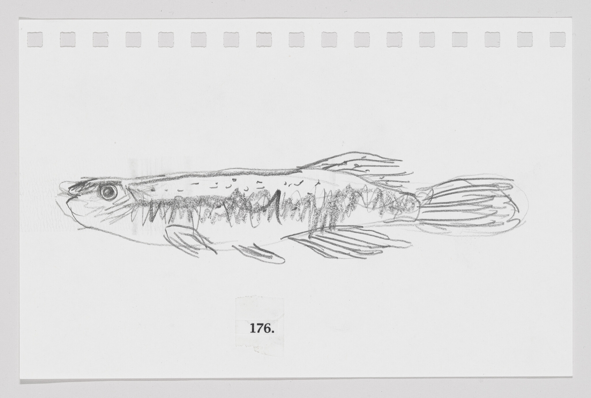 Sketch of a fish on a piece of paper with perforated edges, labeled with the number 176.