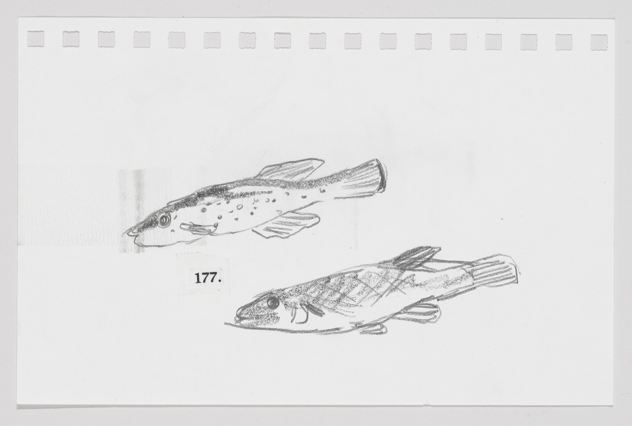 Sketch of two fish on a piece of paper with perforated edges, labeled with the number 177.
