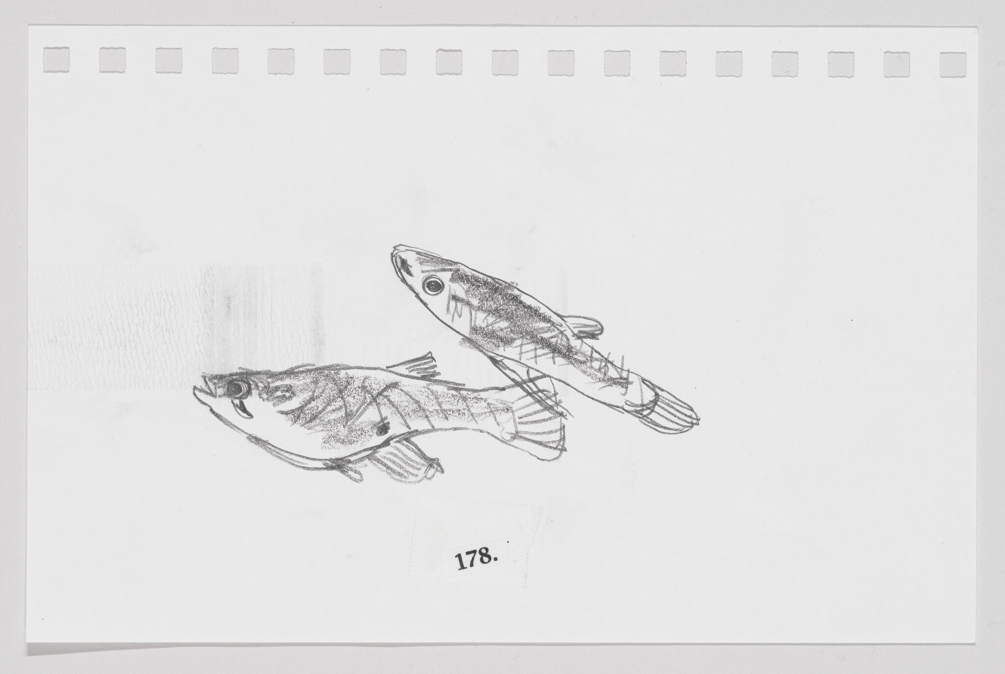 Sketch of two fish on paper, one above the other, with the number 178 at the bottom right.