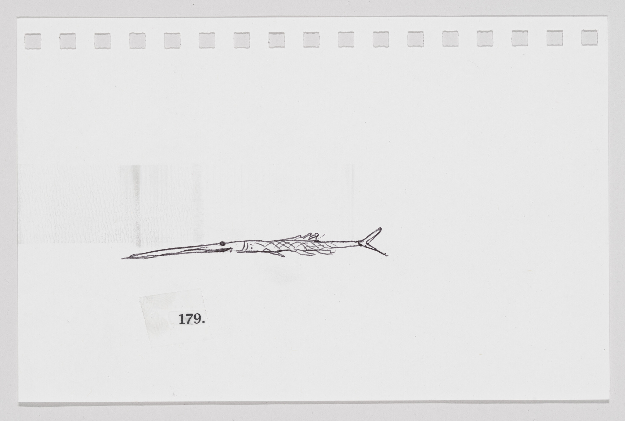 Sketch of a pterosaur fossil on a white background with perforations along the top edge, resembling a sheet of paper from a notepad.