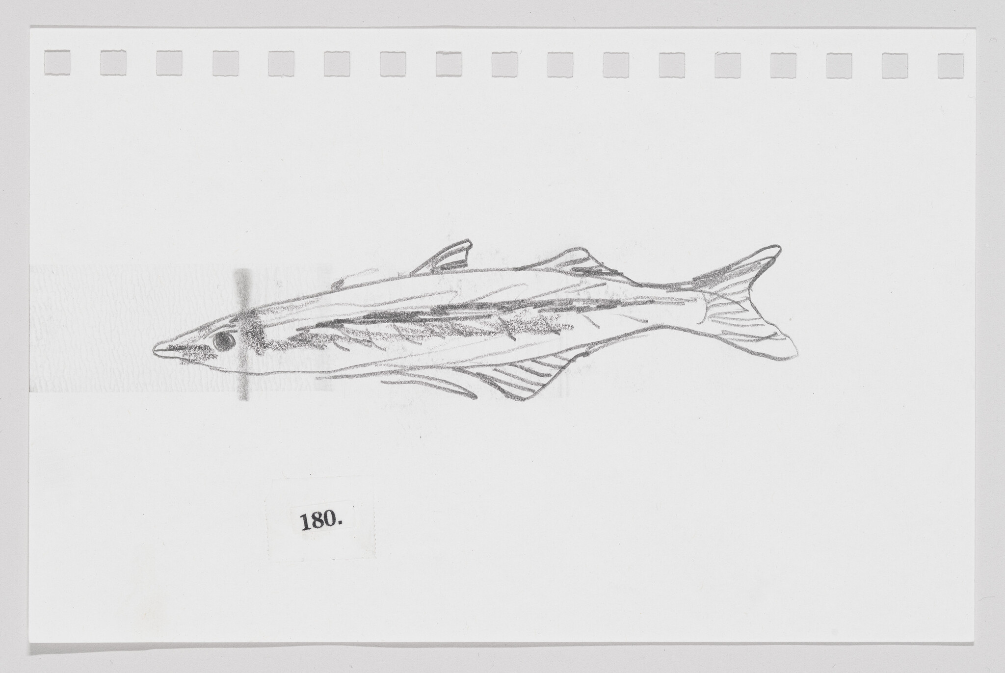 Sketch of a fish on a piece of paper with perforated edges, labeled with the number 180.