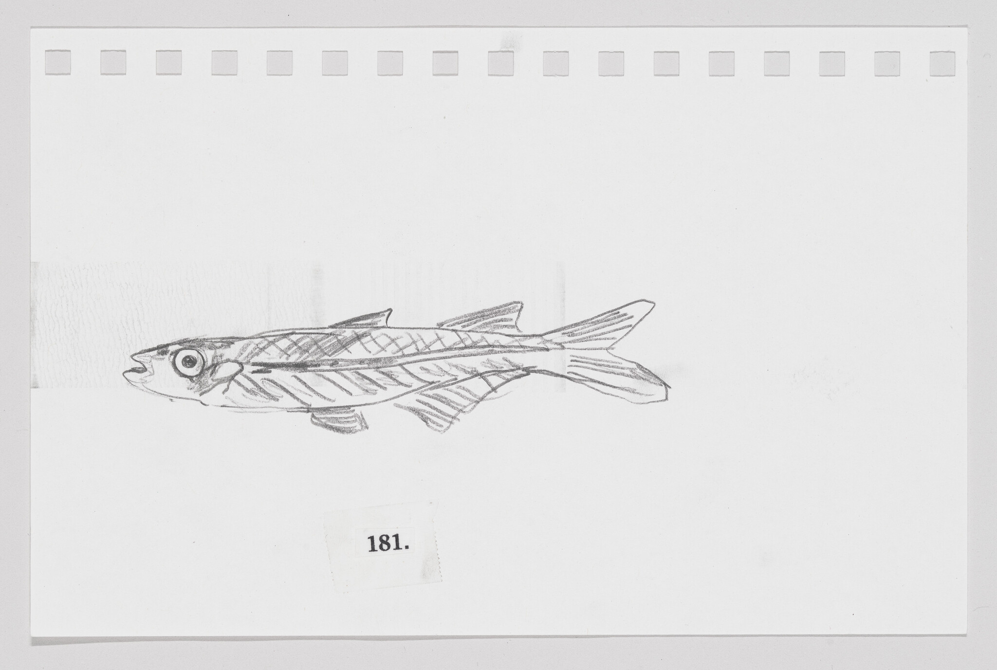 Sketch of a fish on a piece of paper with the number 181.