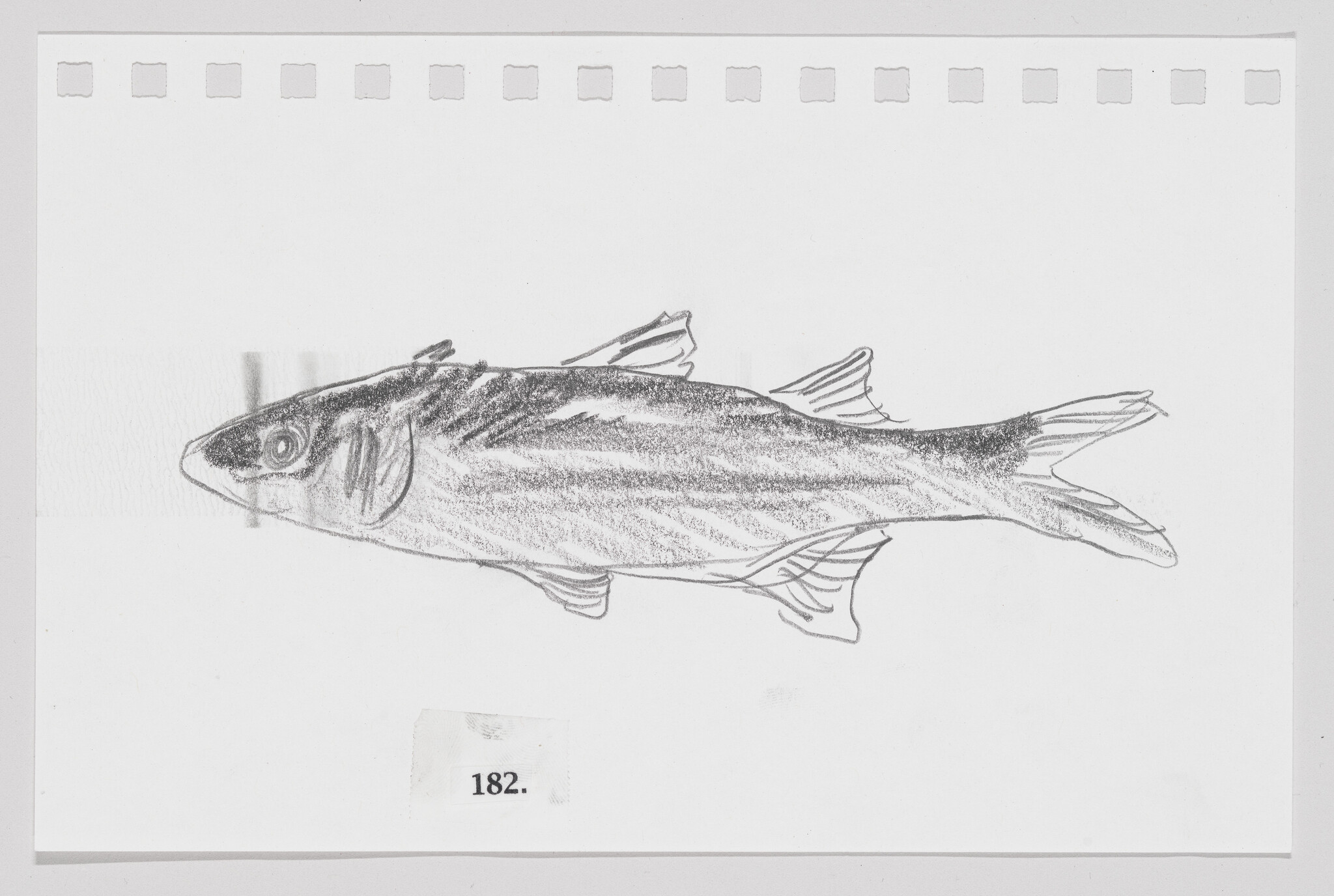 Pencil sketch of a fish on white paper with perforated edges, labeled with the number 182.
