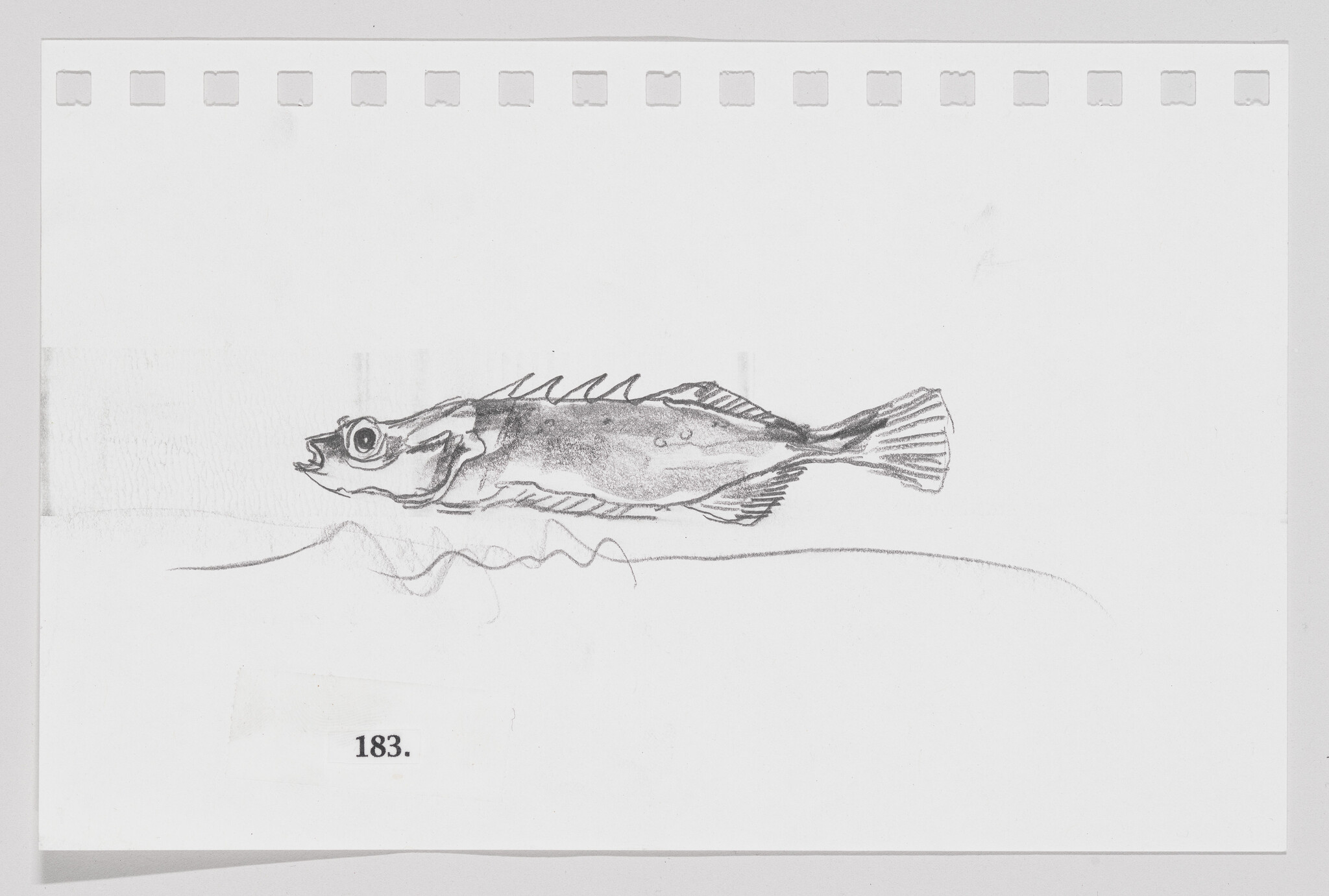 Pencil sketch of a fish on a piece of paper with perforated edges, numbered 183.