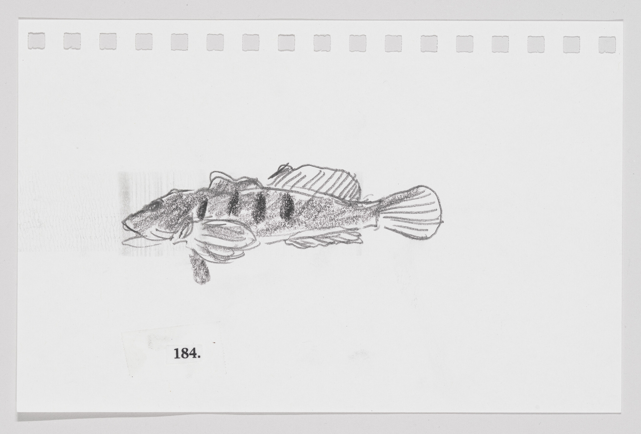 Pencil sketch of a fish on perforated paper, labeled "184."