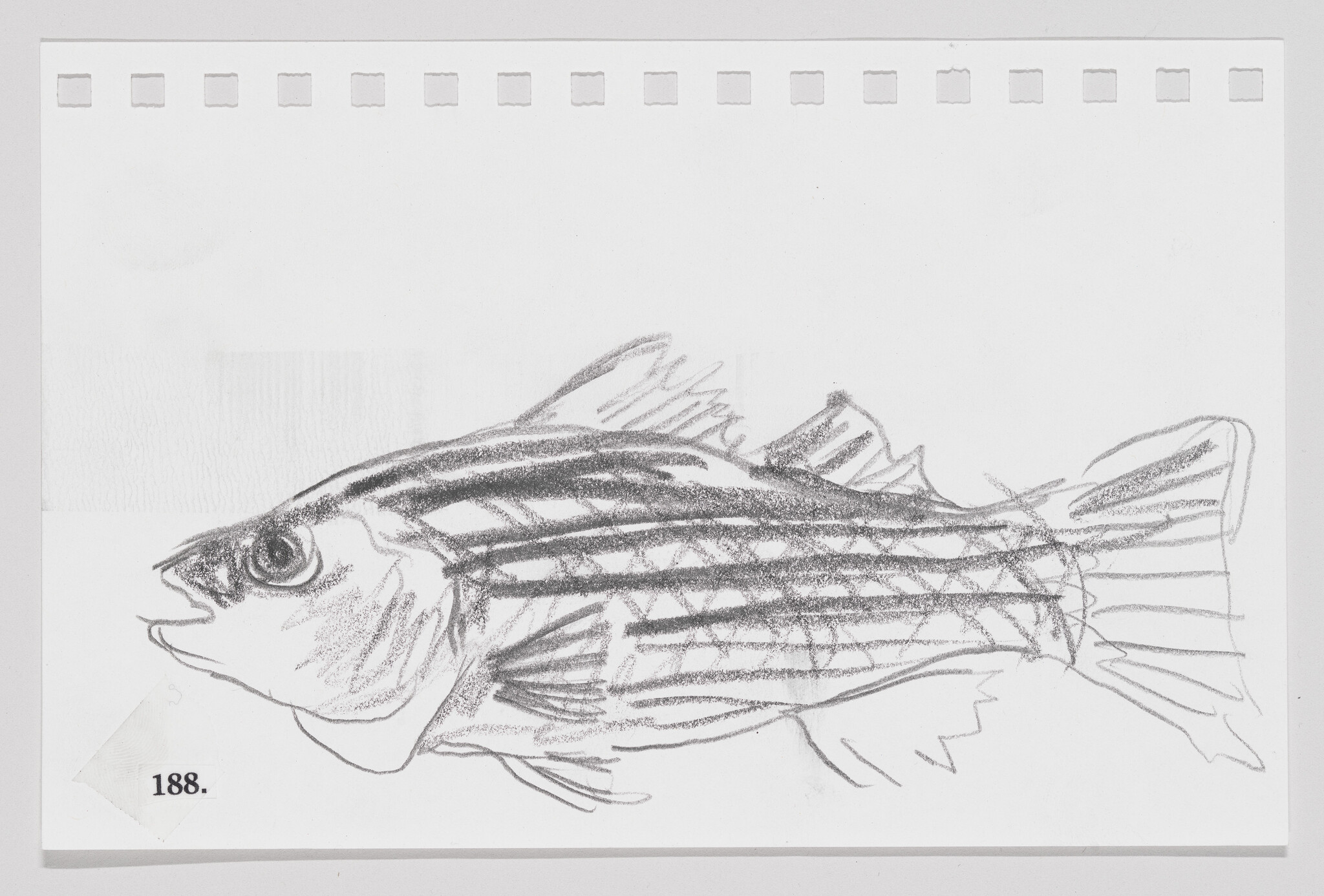 Sketch of a fish on perforated paper, with visible shading and details, numbered 188.