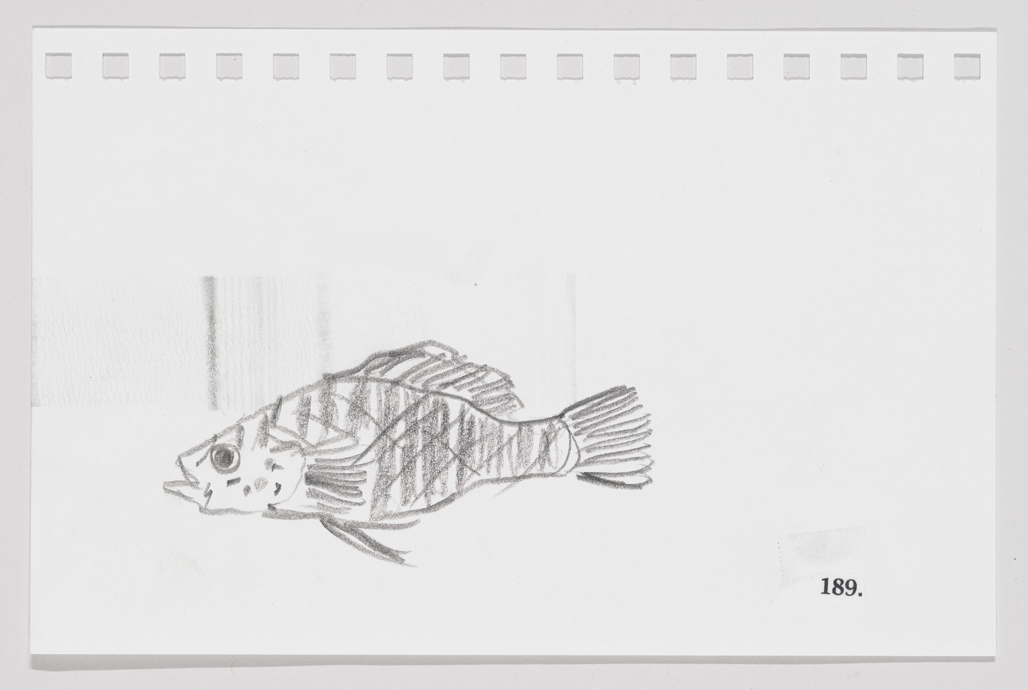 Pencil sketch of a fish on a piece of paper with perforated edges, numbered 189.