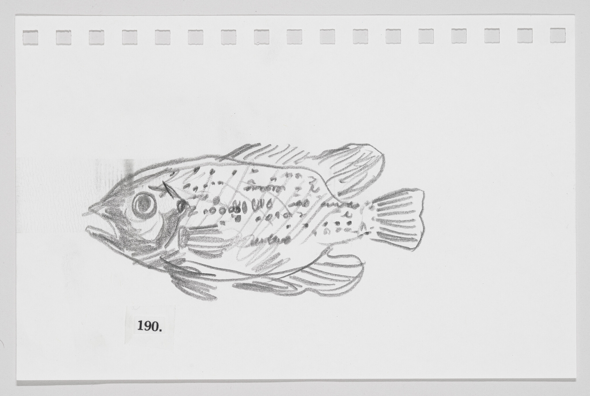 Sketch of a fish with visible scales and fins on a piece of paper marked with the number 190.