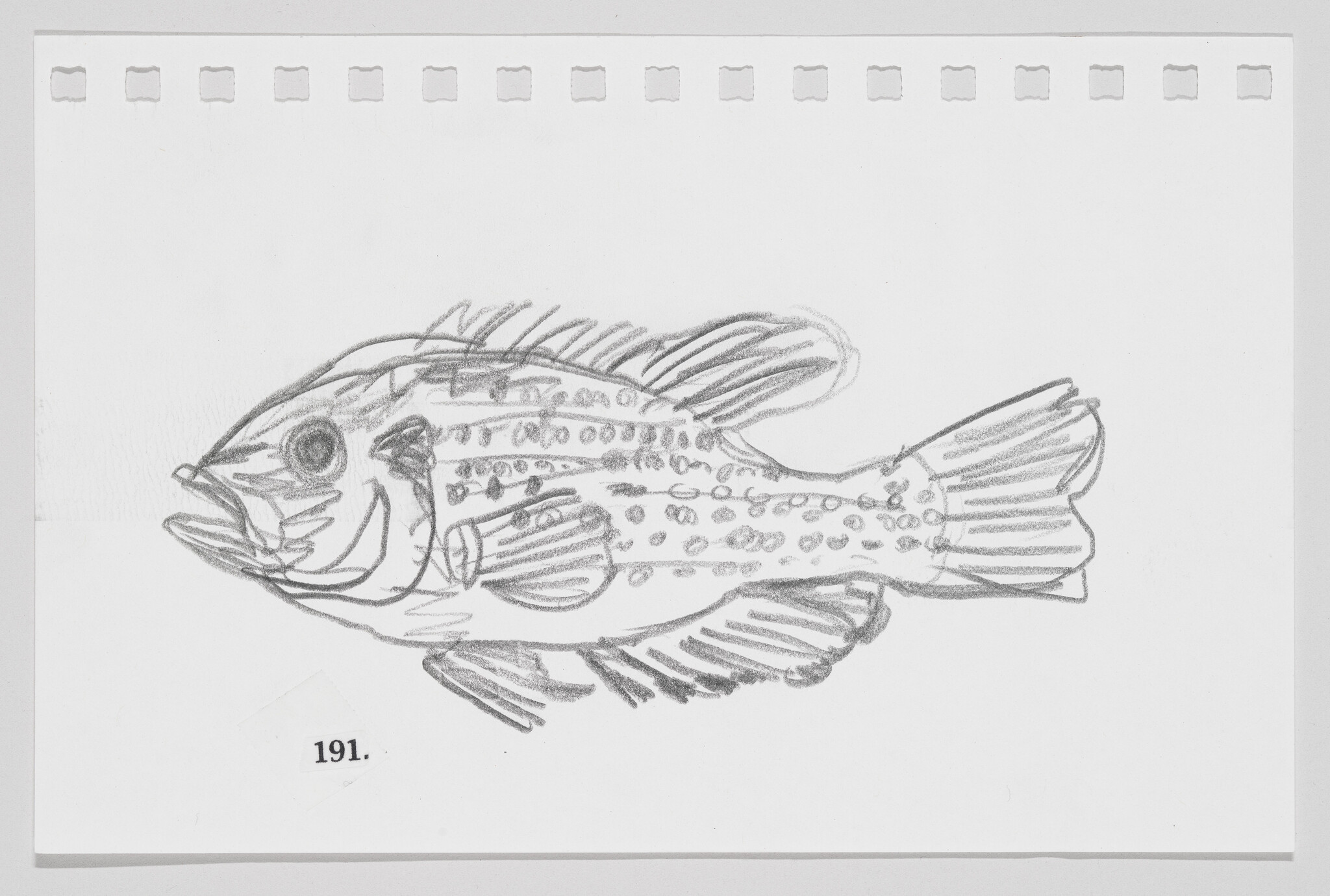 Pencil sketch of a fish with detailed fins and scales on a piece of paper with perforated edges, labeled "191."