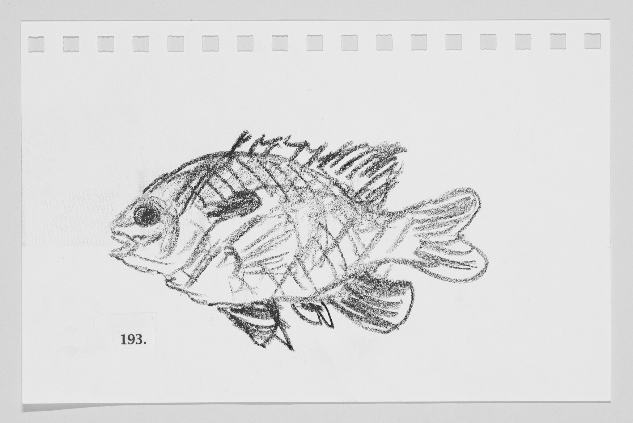 Sketch of a fish on a piece of paper with perforated edges, labeled with the number 193.