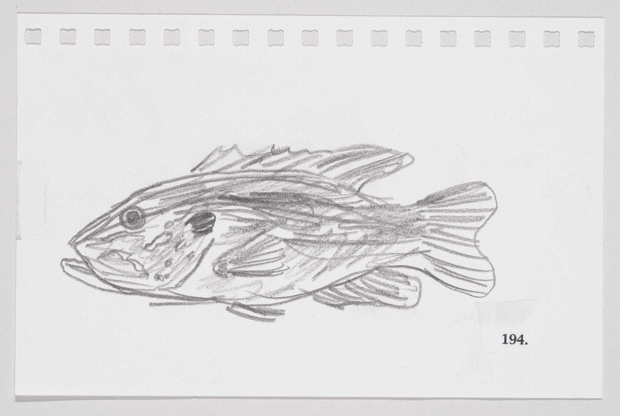 Sketch of a fish on a piece of paper with perforated edges, numbered 194.