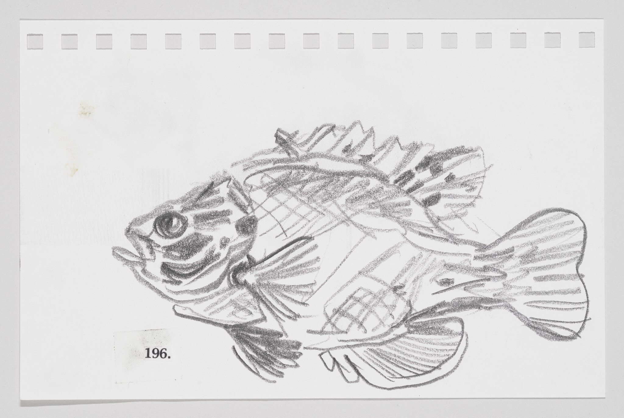 Sketch of a fish on a piece of paper with perforated edges, numbered 196.