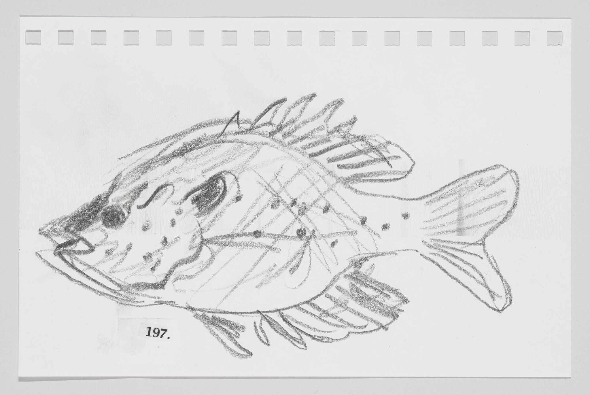 Sketch of a fish with prominent fins and scales on a piece of paper marked with the number 197.