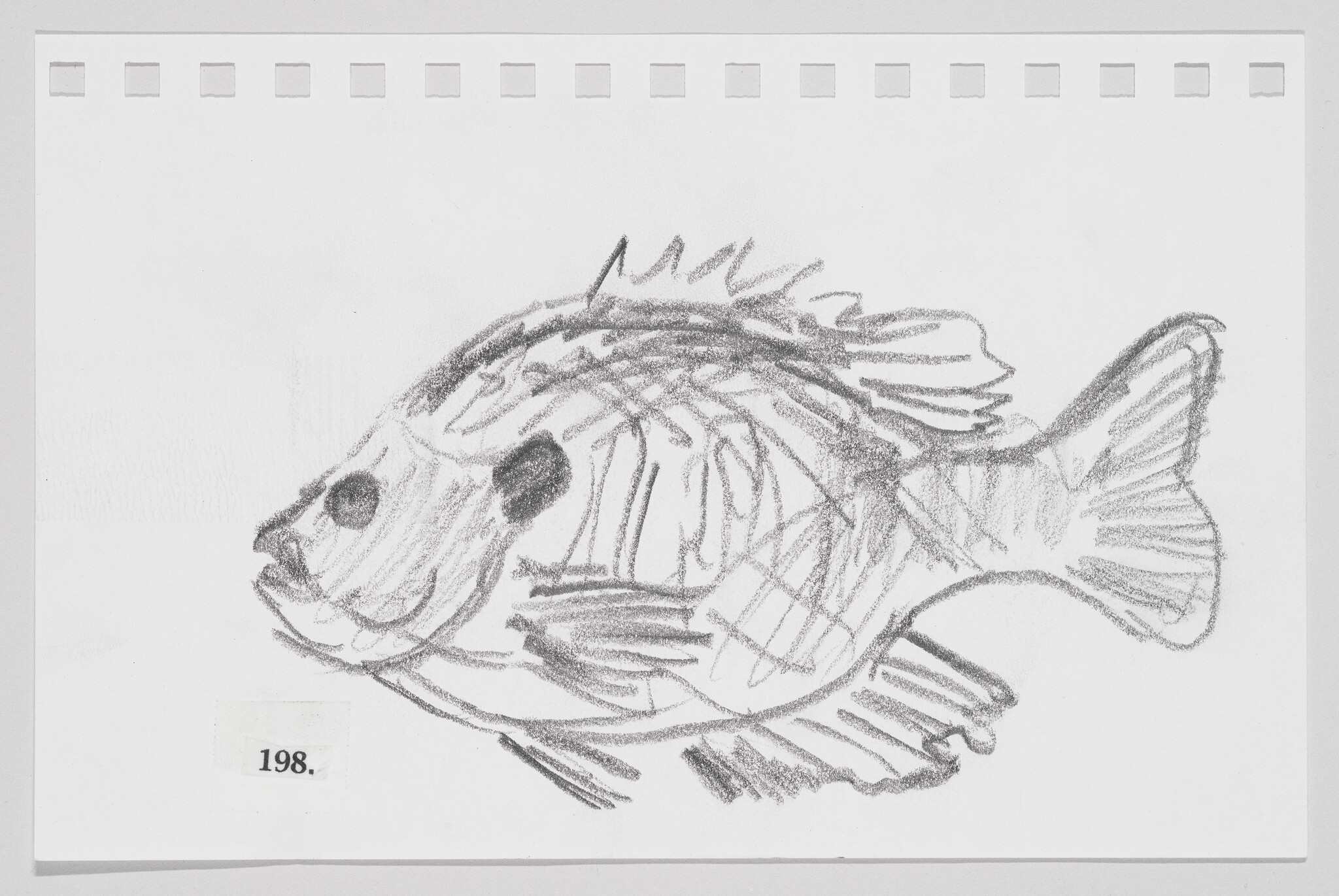 Sketch of a fish on a piece of paper with perforated edges, numbered 198.
