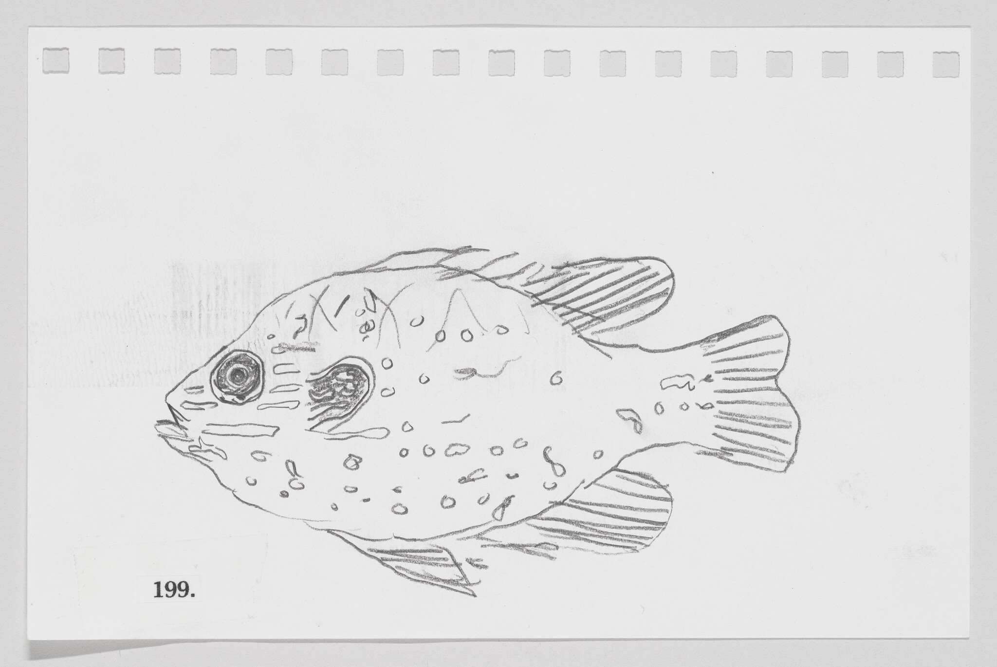 Sketch of a fish with dotted patterns on a piece of paper marked with the number 199.