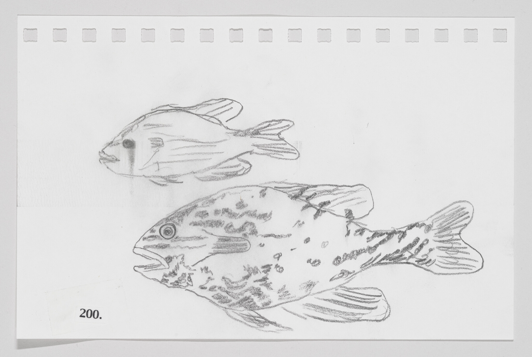 Sketch of two fish on paper, one detailed and larger at the bottom, another fainter and smaller above, with number 200 printed on the corner.