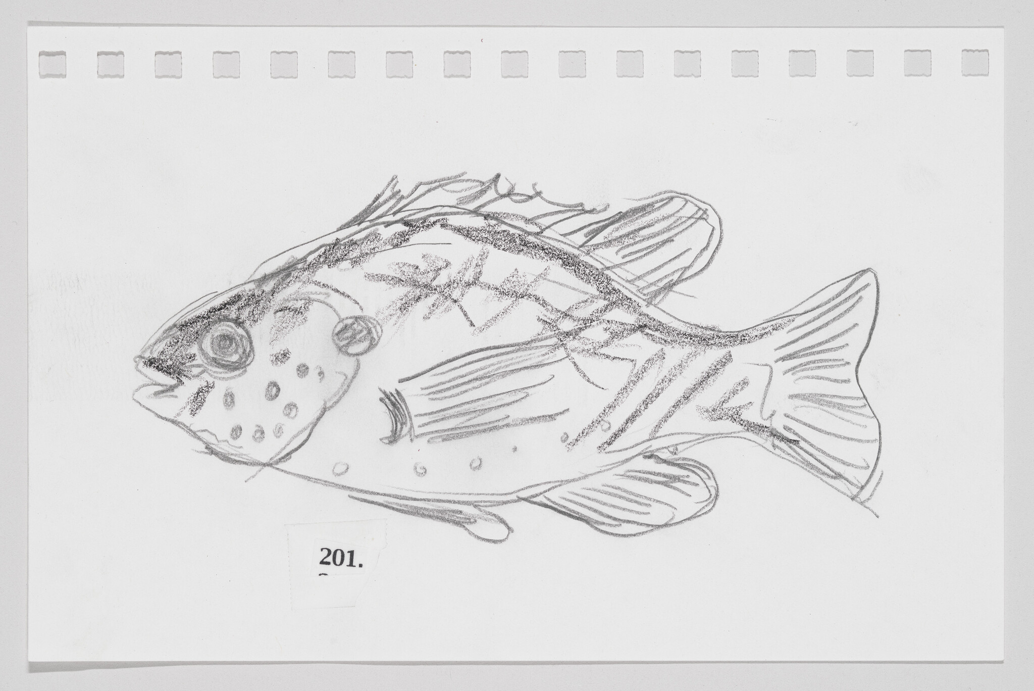Sketch of a fish on a piece of paper with the number 201.