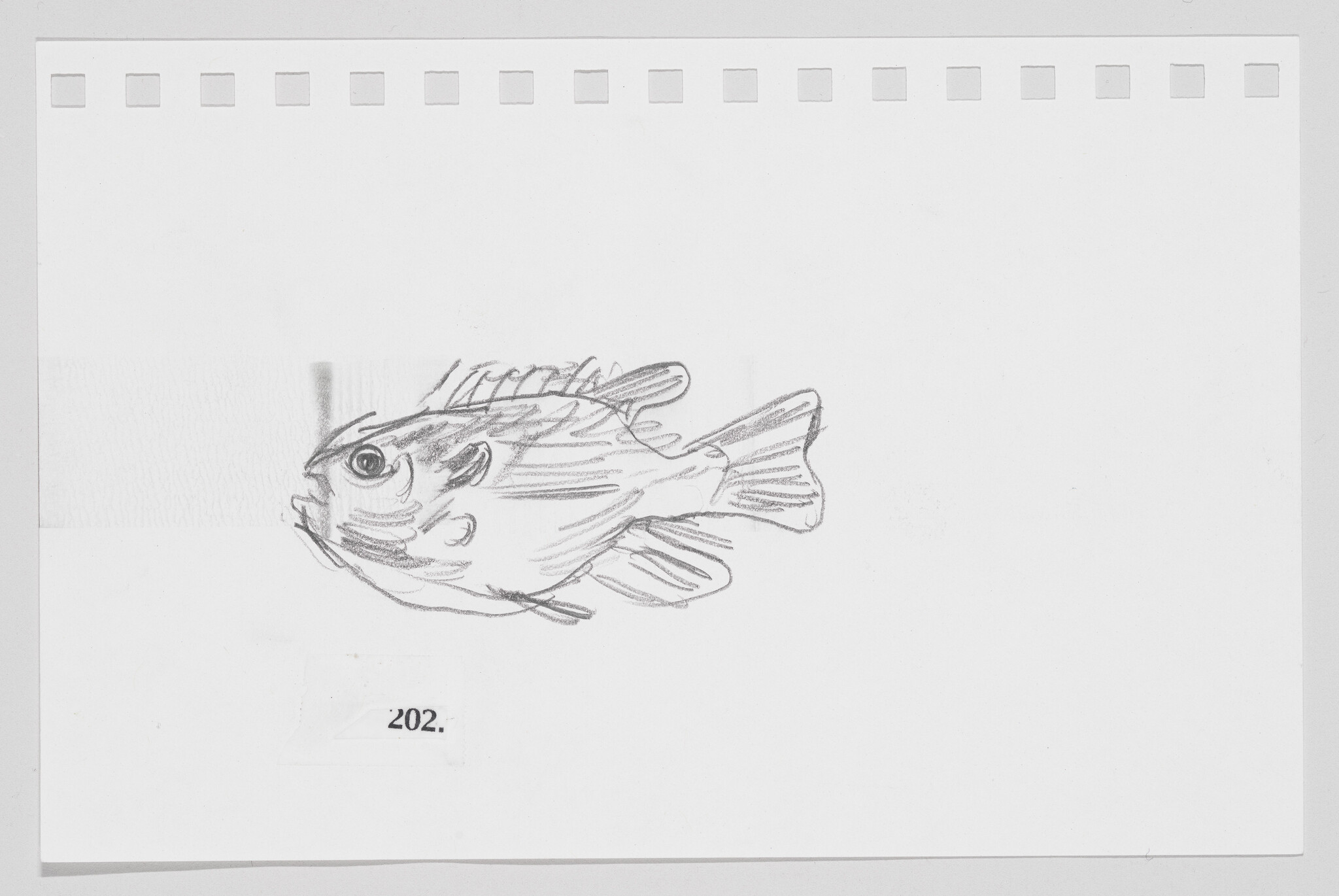 Sketch of a fish on a piece of paper with perforated edges, numbered 202.