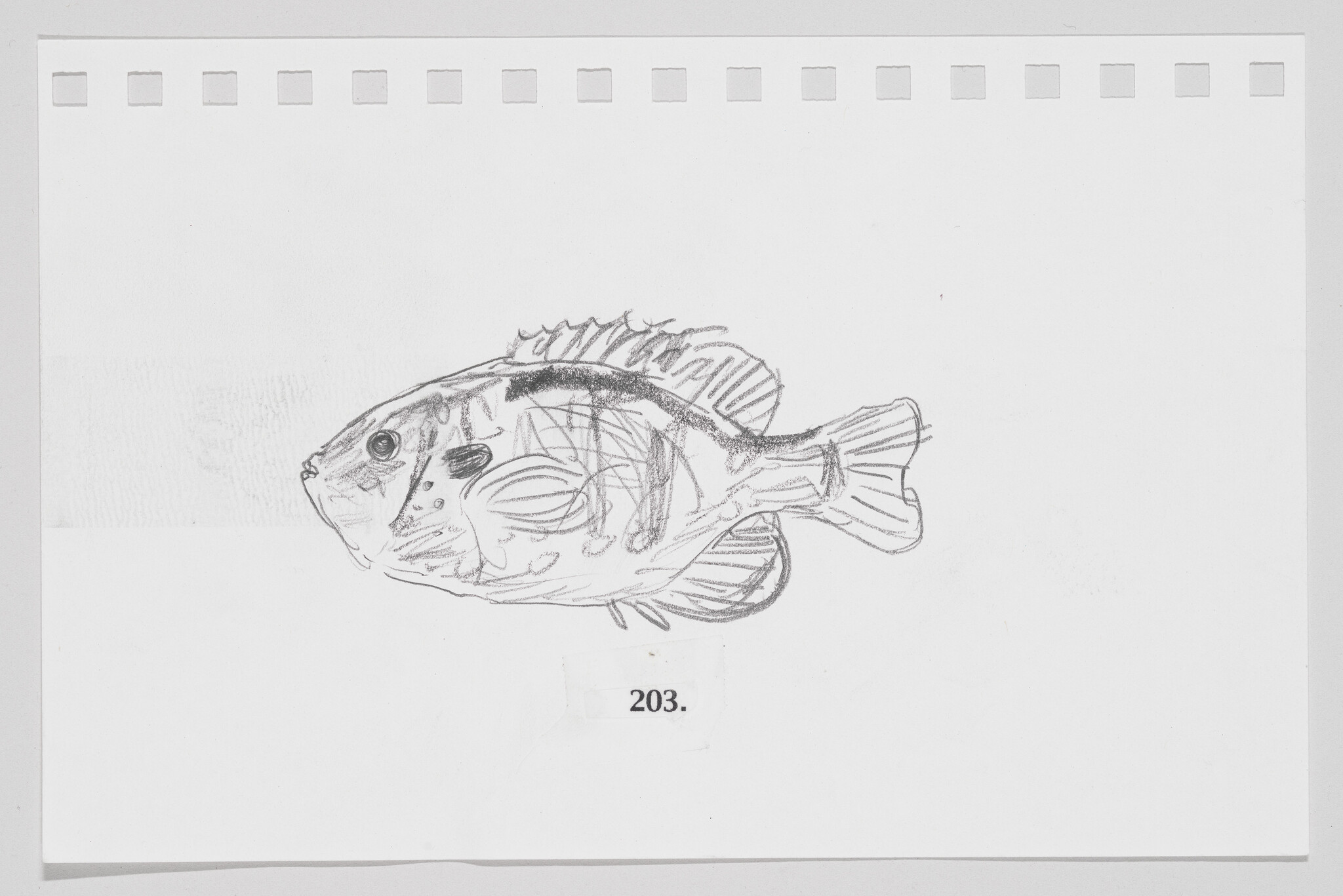 Sketch of a fish on a piece of paper with perforated edges, numbered 203.