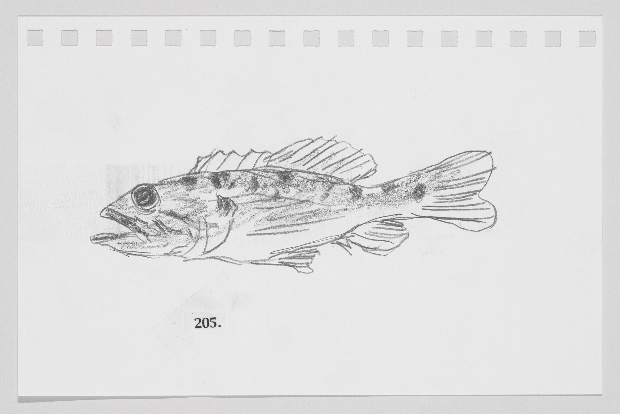 Pencil sketch of a fish on white paper, numbered 205.