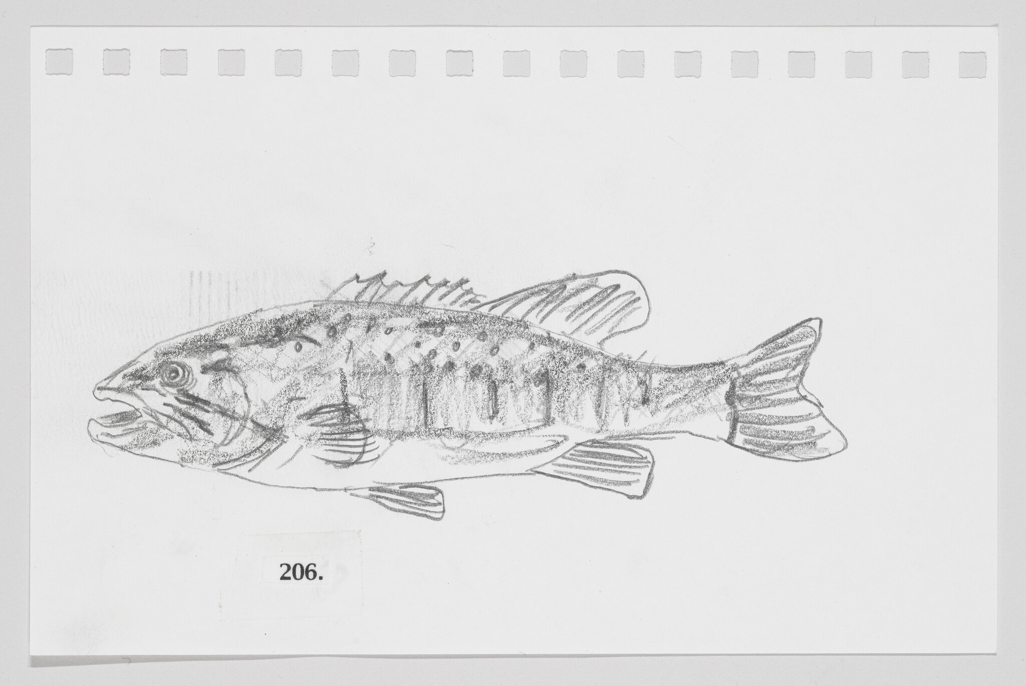 Pencil sketch of a fish on paper with perforated edges, labeled with the number 206.