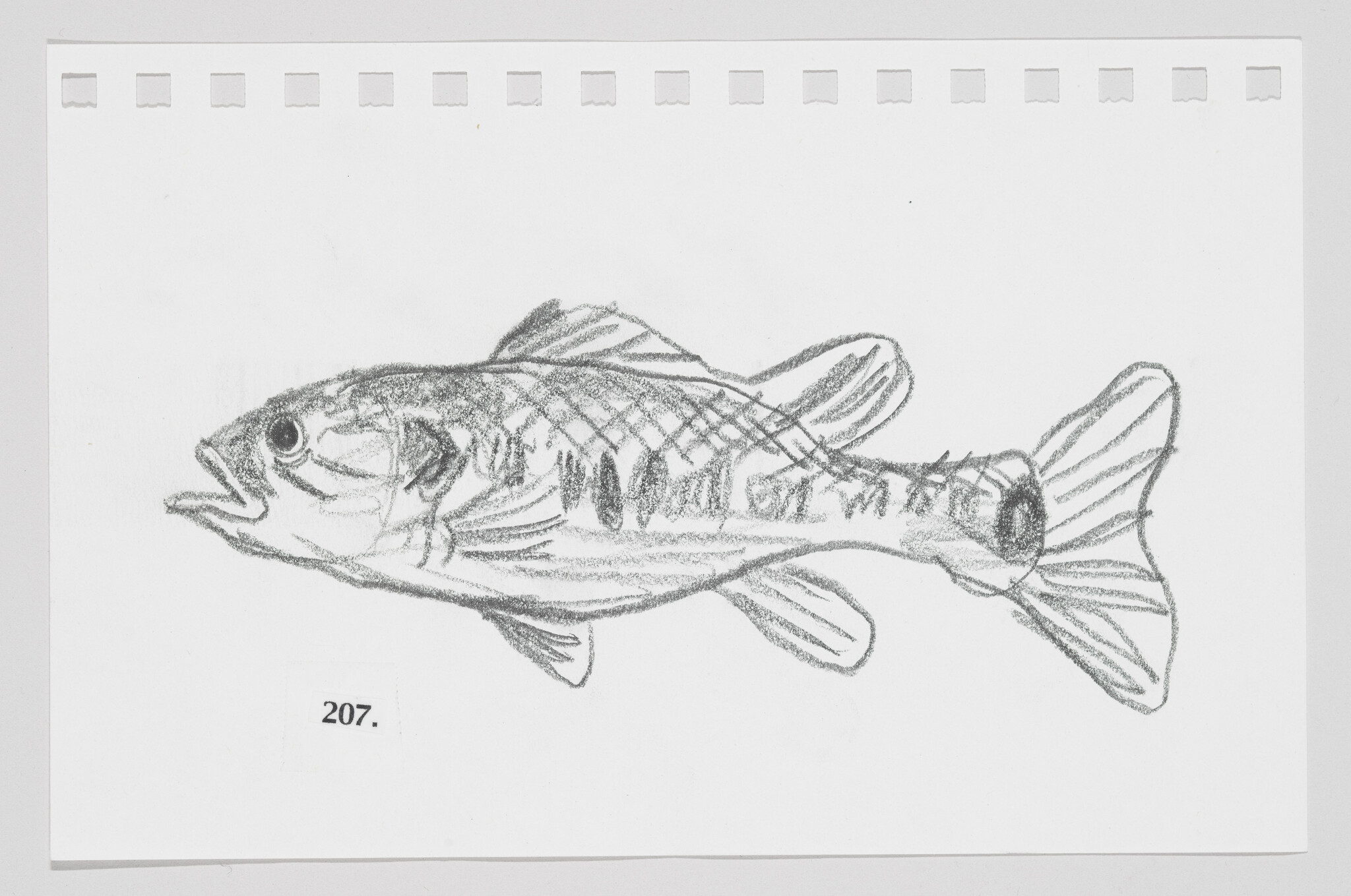 Sketch of a fish on a piece of paper with the number 207 printed below it.