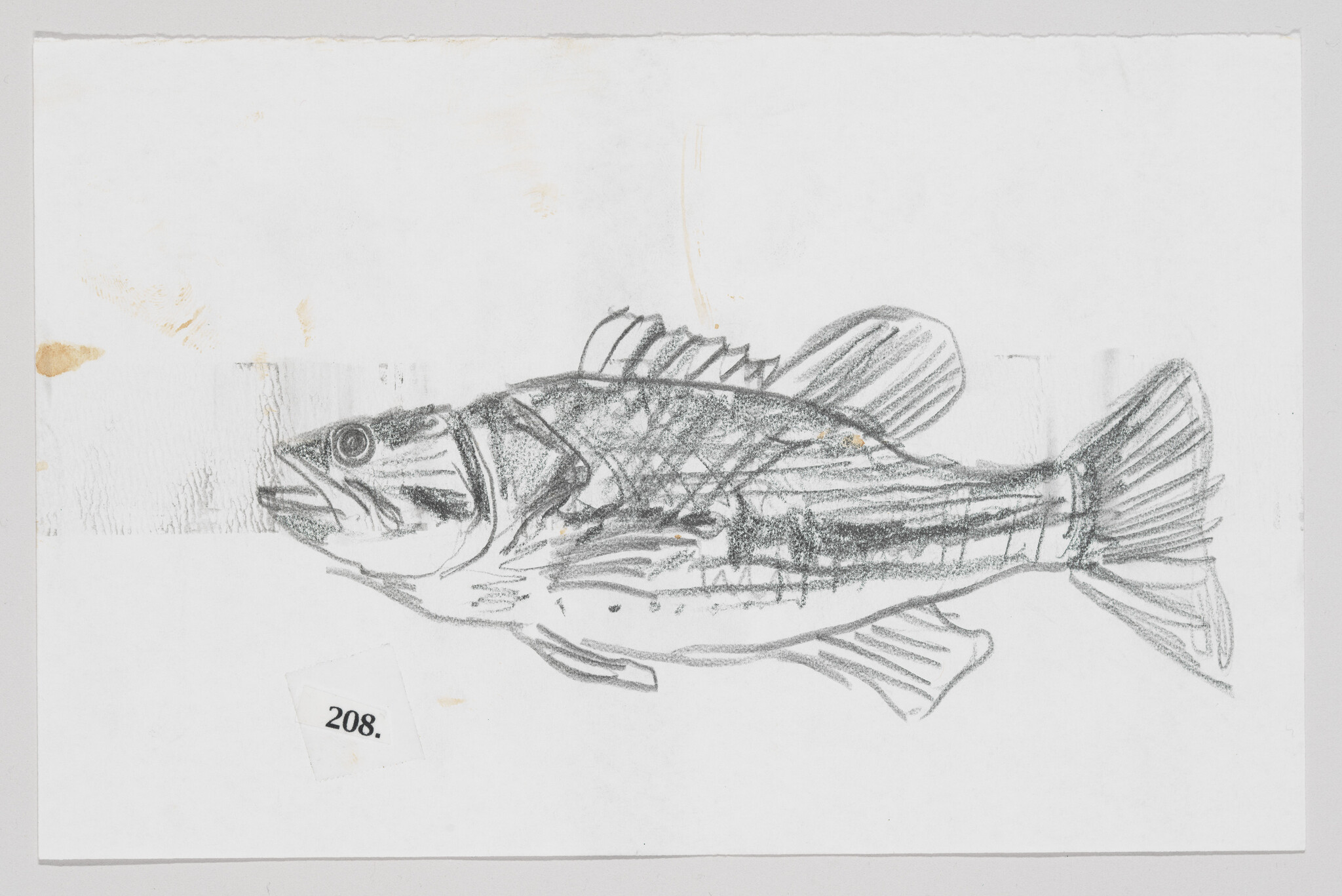 Sketch of a fish on a stained paper with the number 208.