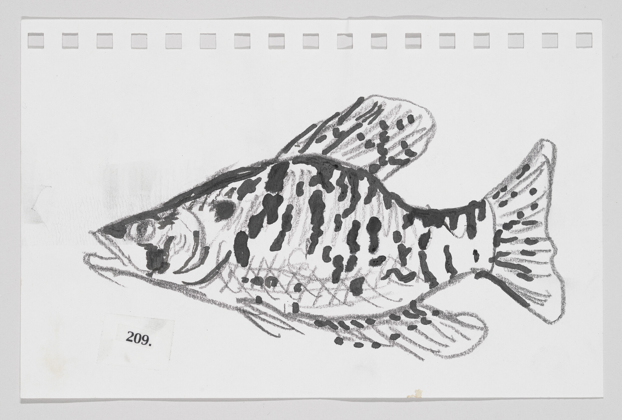 Sketch of a fish with dark spots and stripes on a white background, labeled "209."