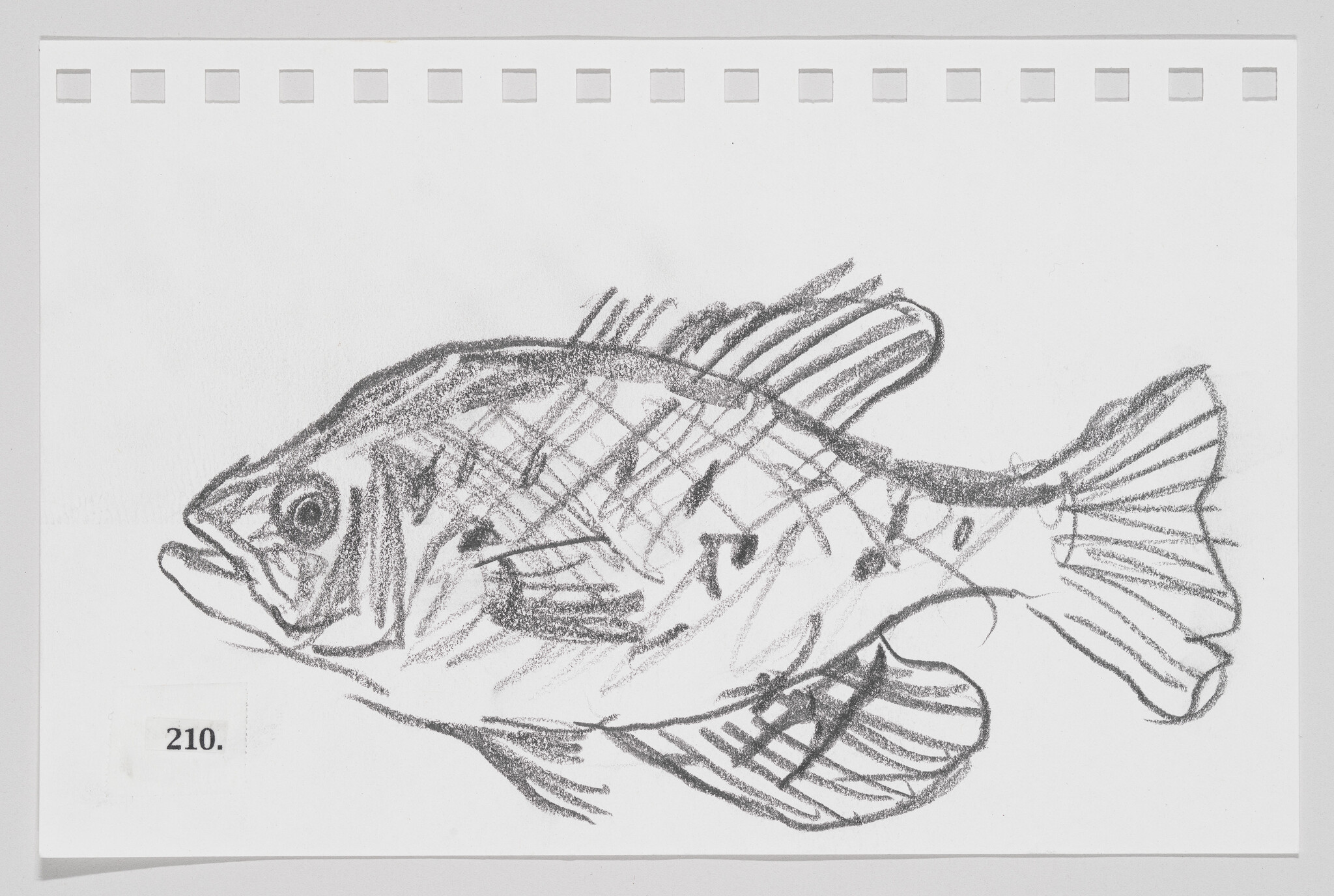 Pencil sketch of a fish on perforated paper, numbered 210.