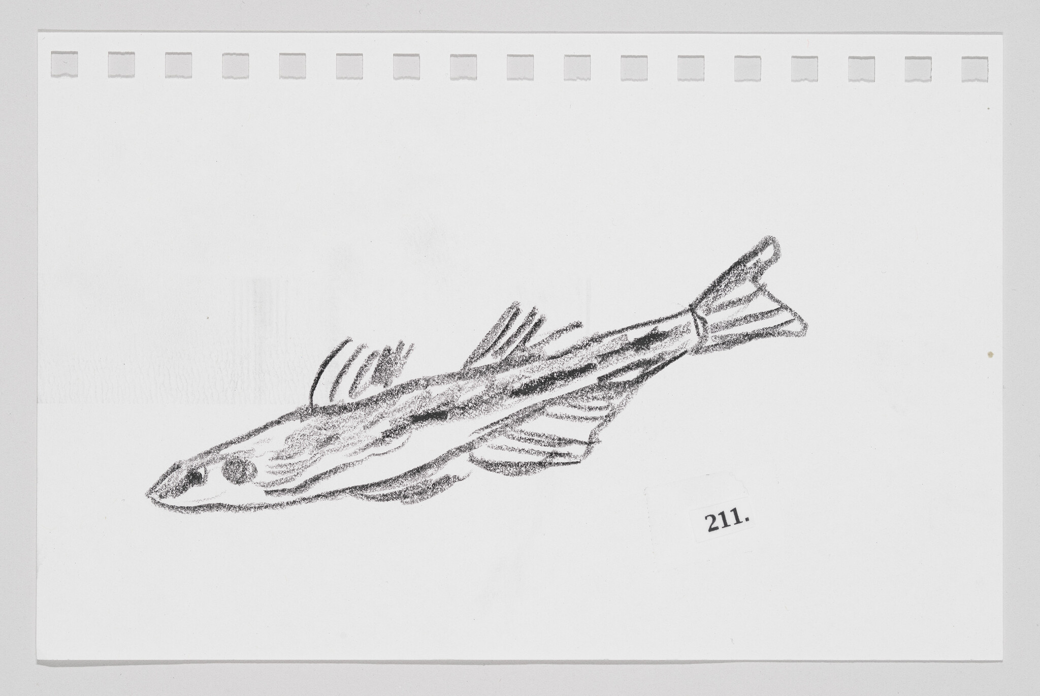 Sketch of a fish on a piece of paper with perforated edges, labeled with the number 211.