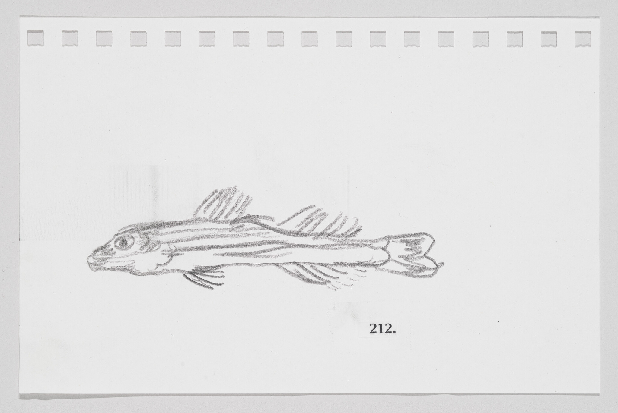 Sketch of a fish on a piece of paper with perforated edges, labeled with the number 212.