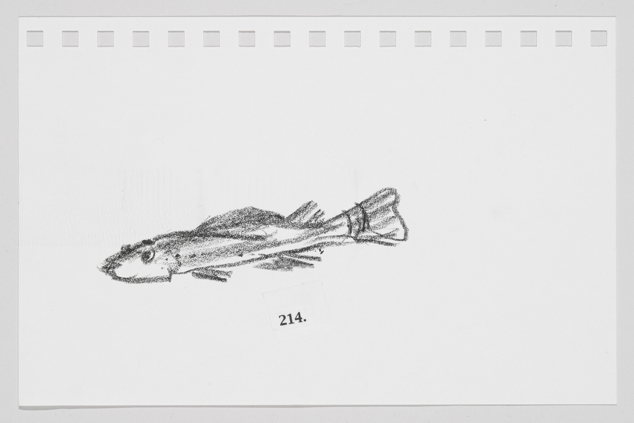 Sketch of a fish on a piece of paper with perforated edges, labeled with the number 214.