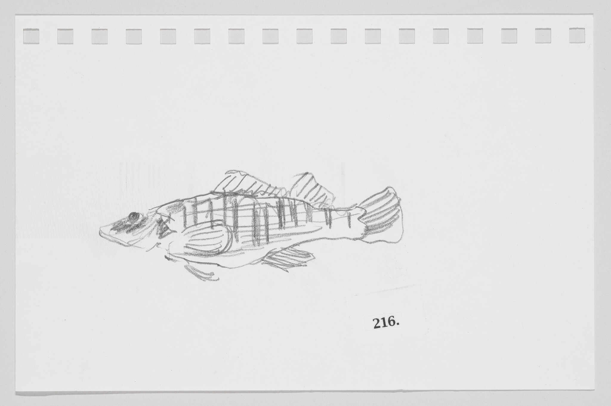 Sketch of a fish on a piece of paper with perforated edges, labeled with the number 216.