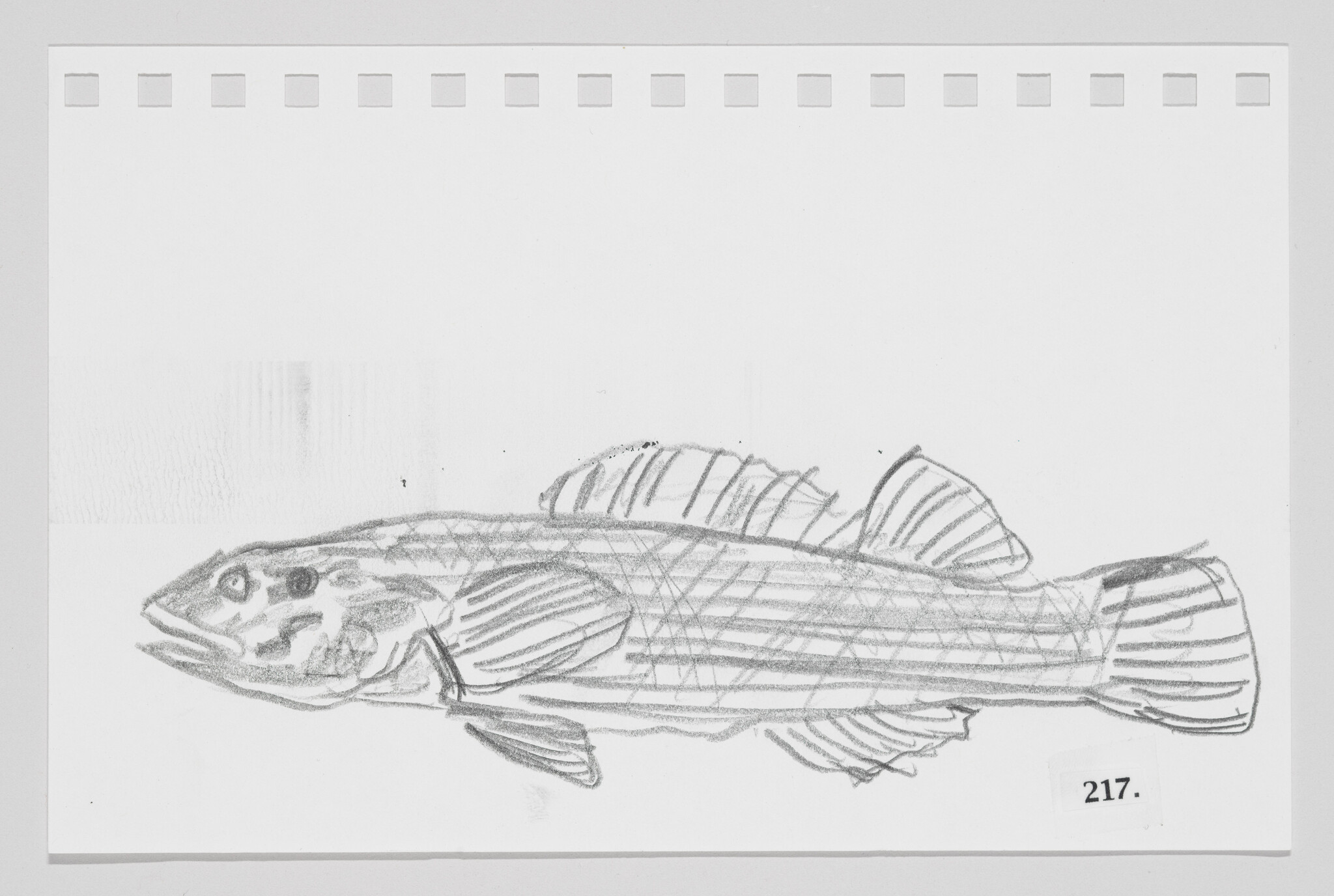 Pencil sketch of a fish on a piece of paper with perforated edges, labeled with the number 217.