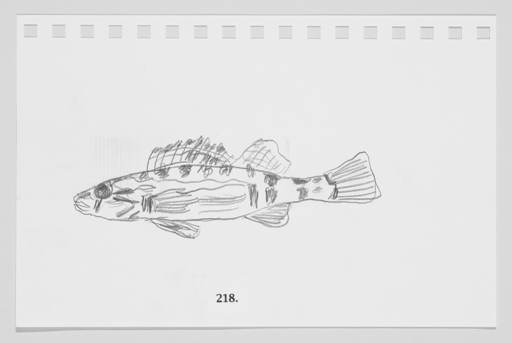 Sketch of a fish on a piece of paper with perforated edges, labeled with the number 218.