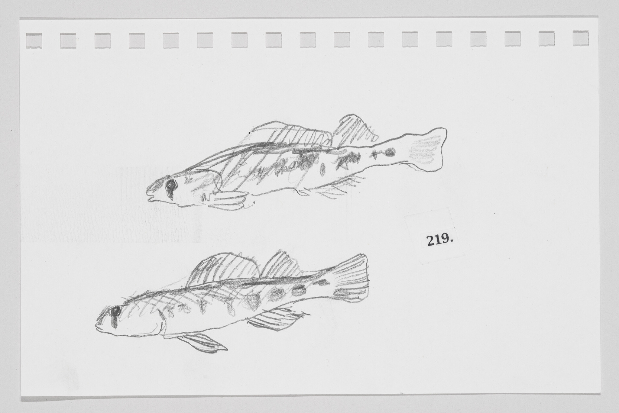 Sketch of two fish on a piece of paper with perforated edges, numbered 219.