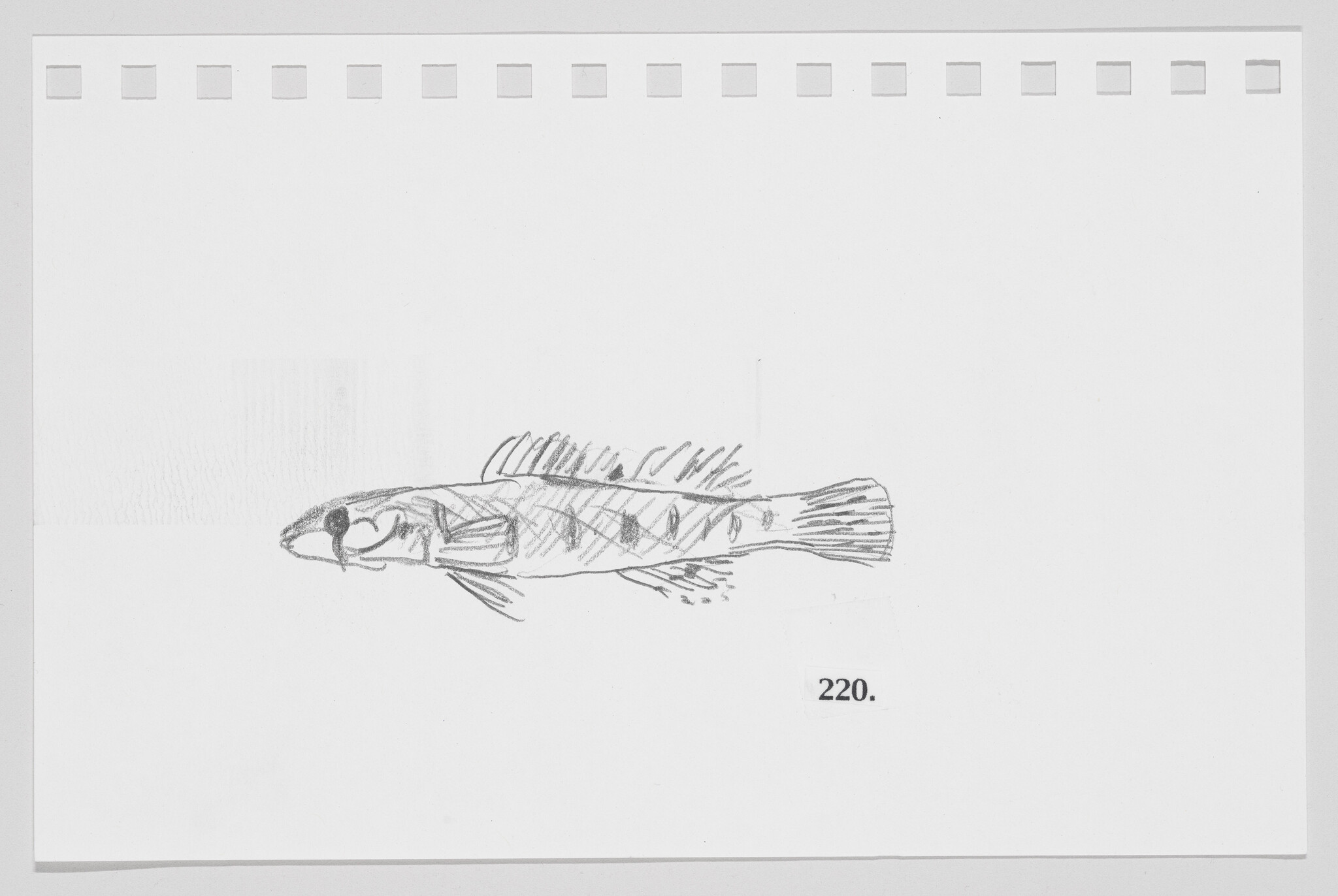 Pencil sketch of a fish on a piece of paper with perforated edges, labeled with the number 220.