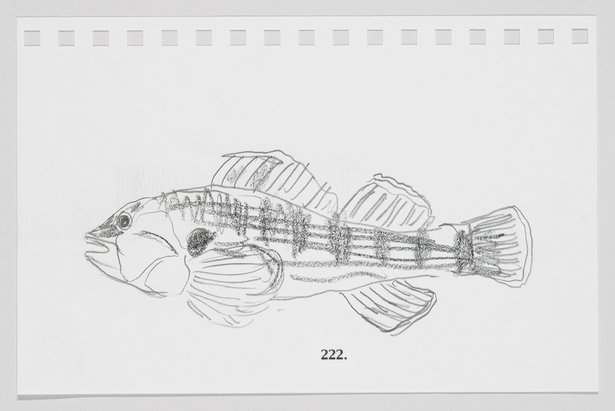 Sketch of a fish on a piece of paper with perforated edges, labeled with the number 222.