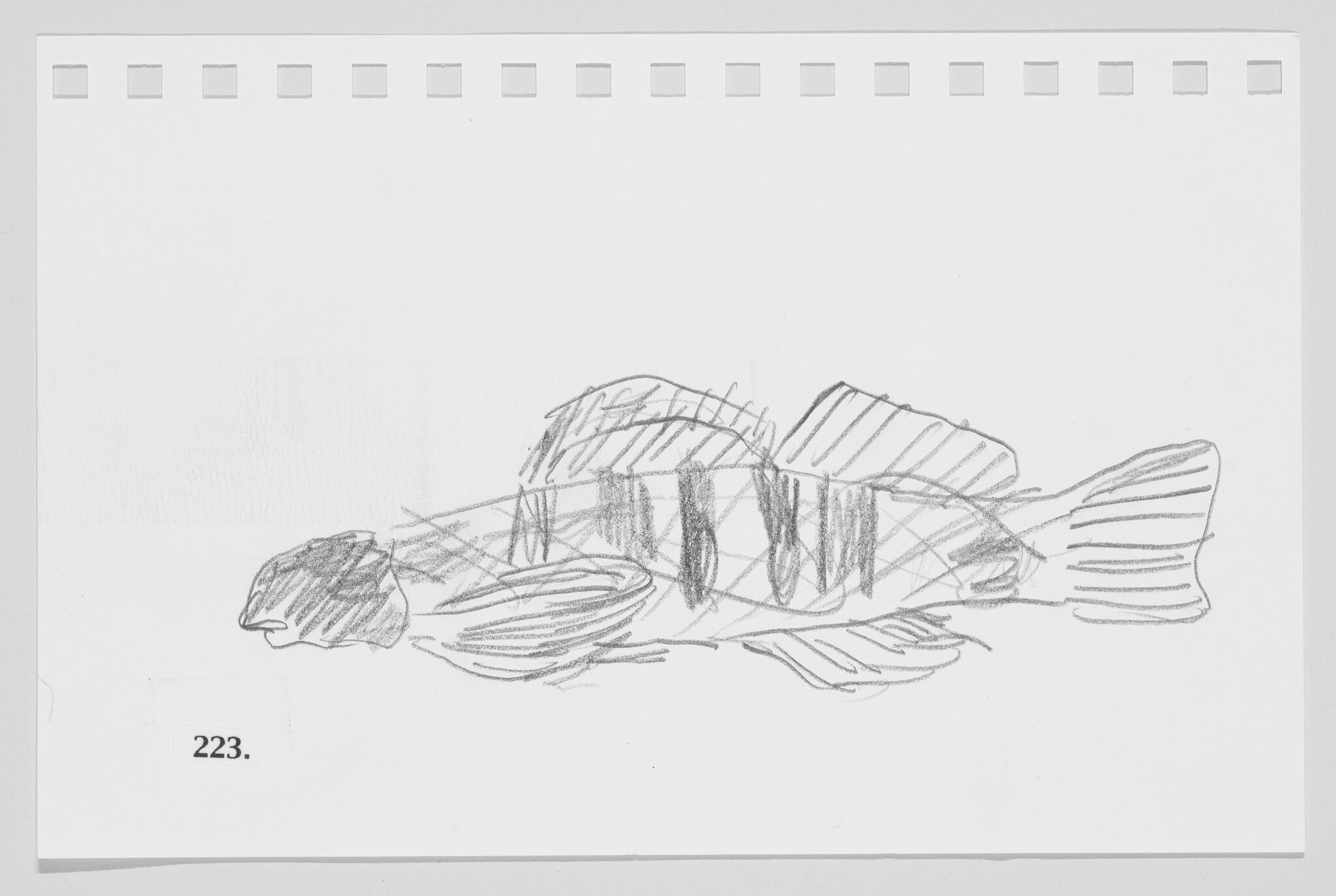 Sketch of a fish on a piece of paper with the number 223.