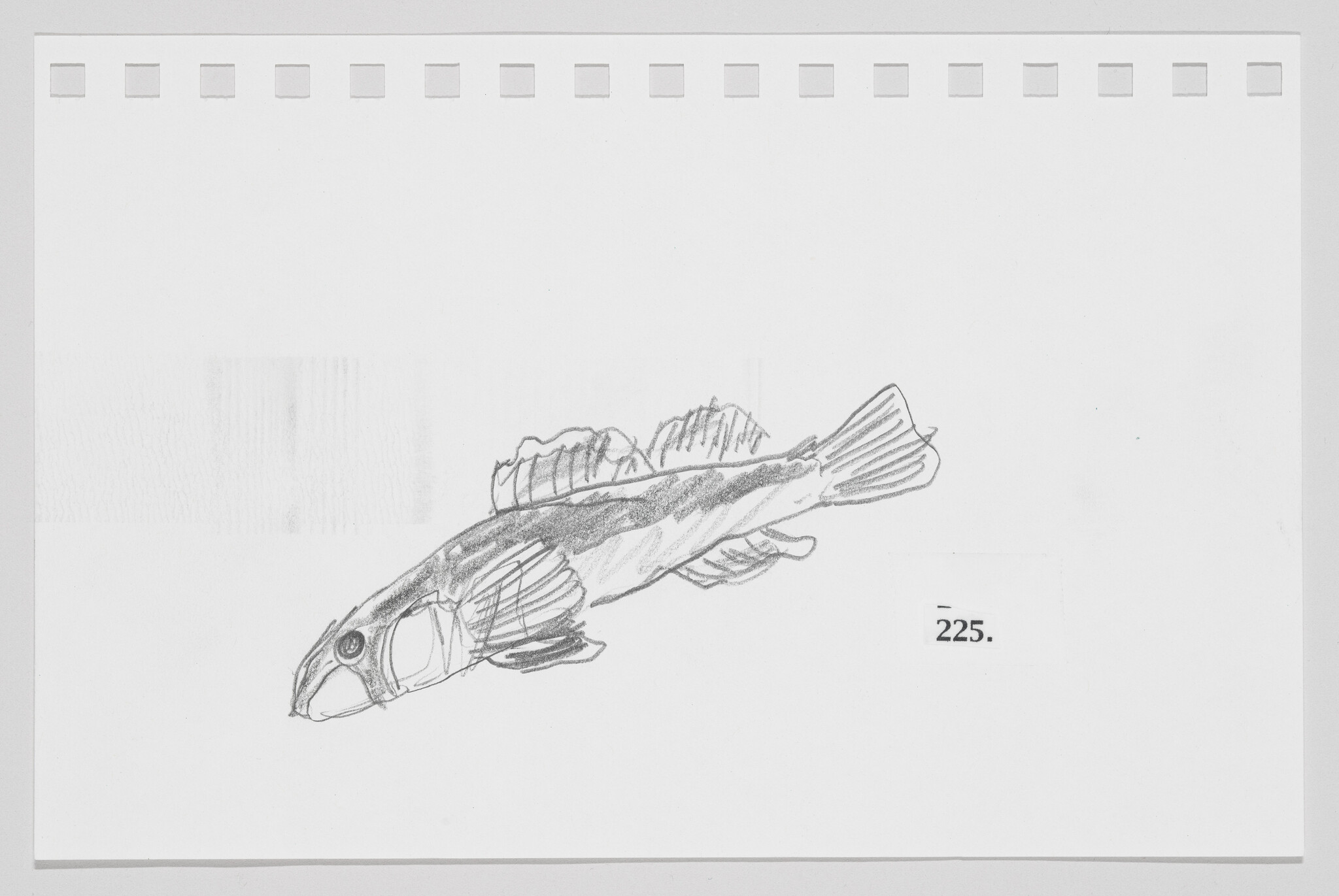 Sketch of a fish on a piece of paper with perforated edges and the number 225.